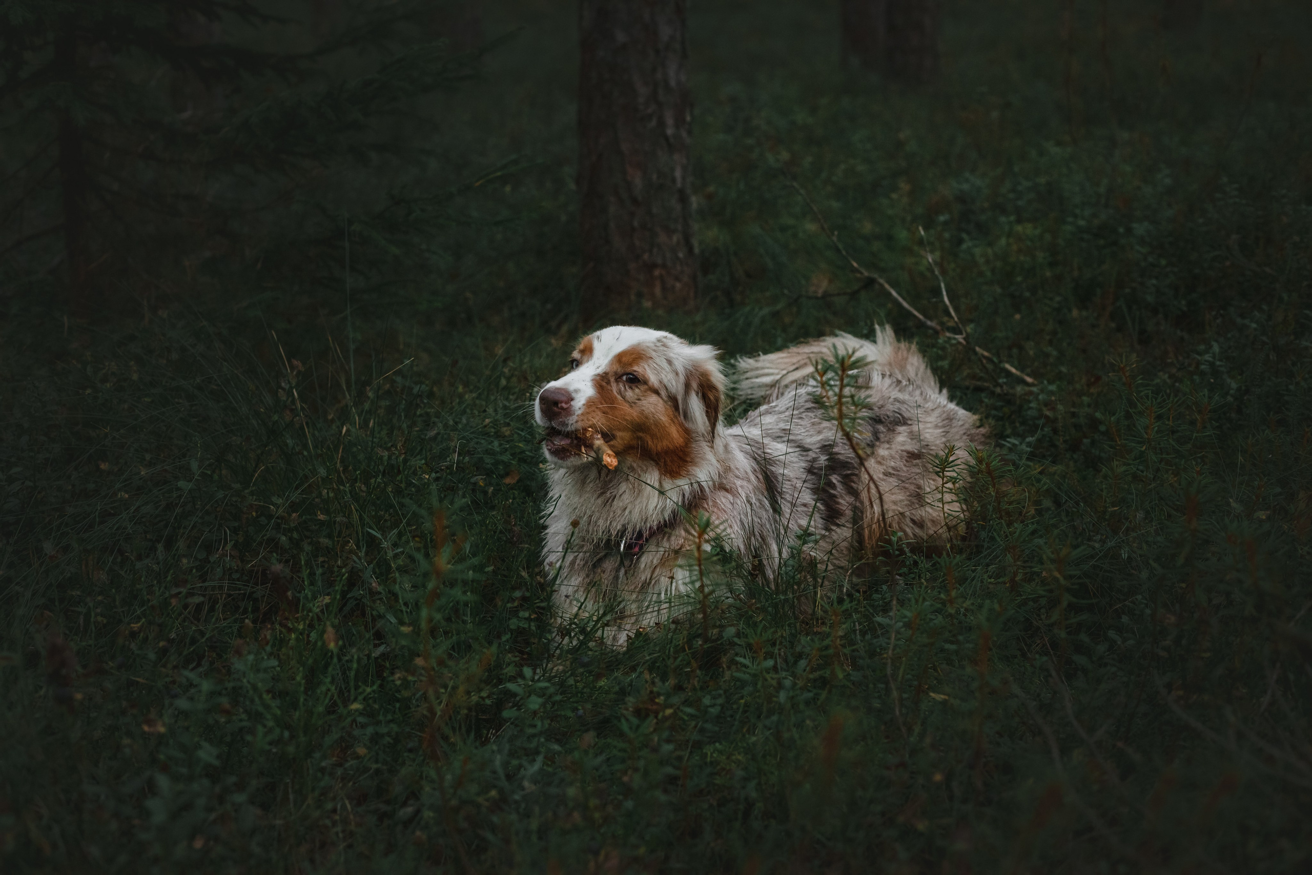 Фотопрогулка в Ленобласти. Фотограф-анималист Татьяна Степанова