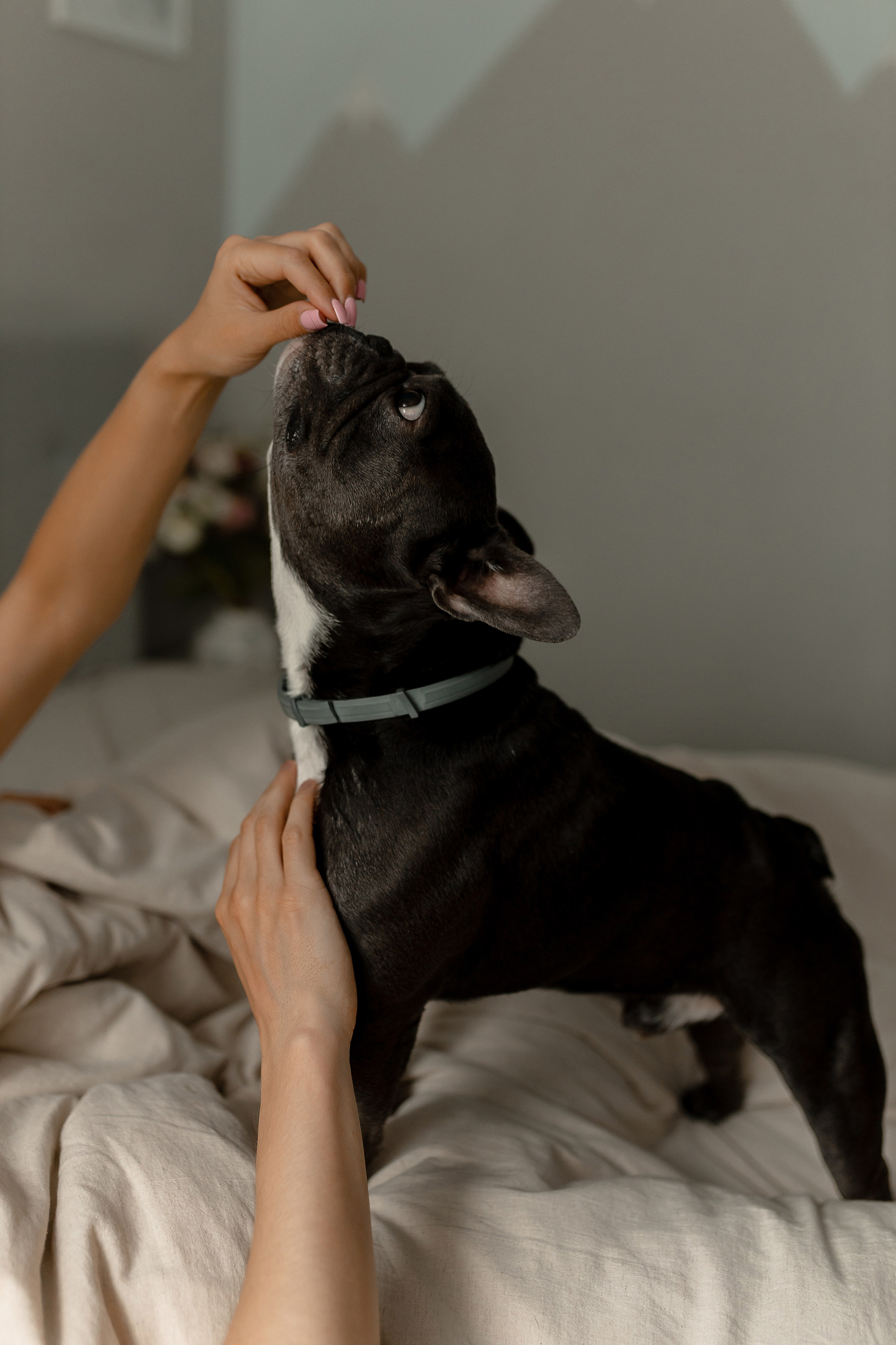 Юля, Паша, Тони. Свадебный фотограф Елена Ловцевич