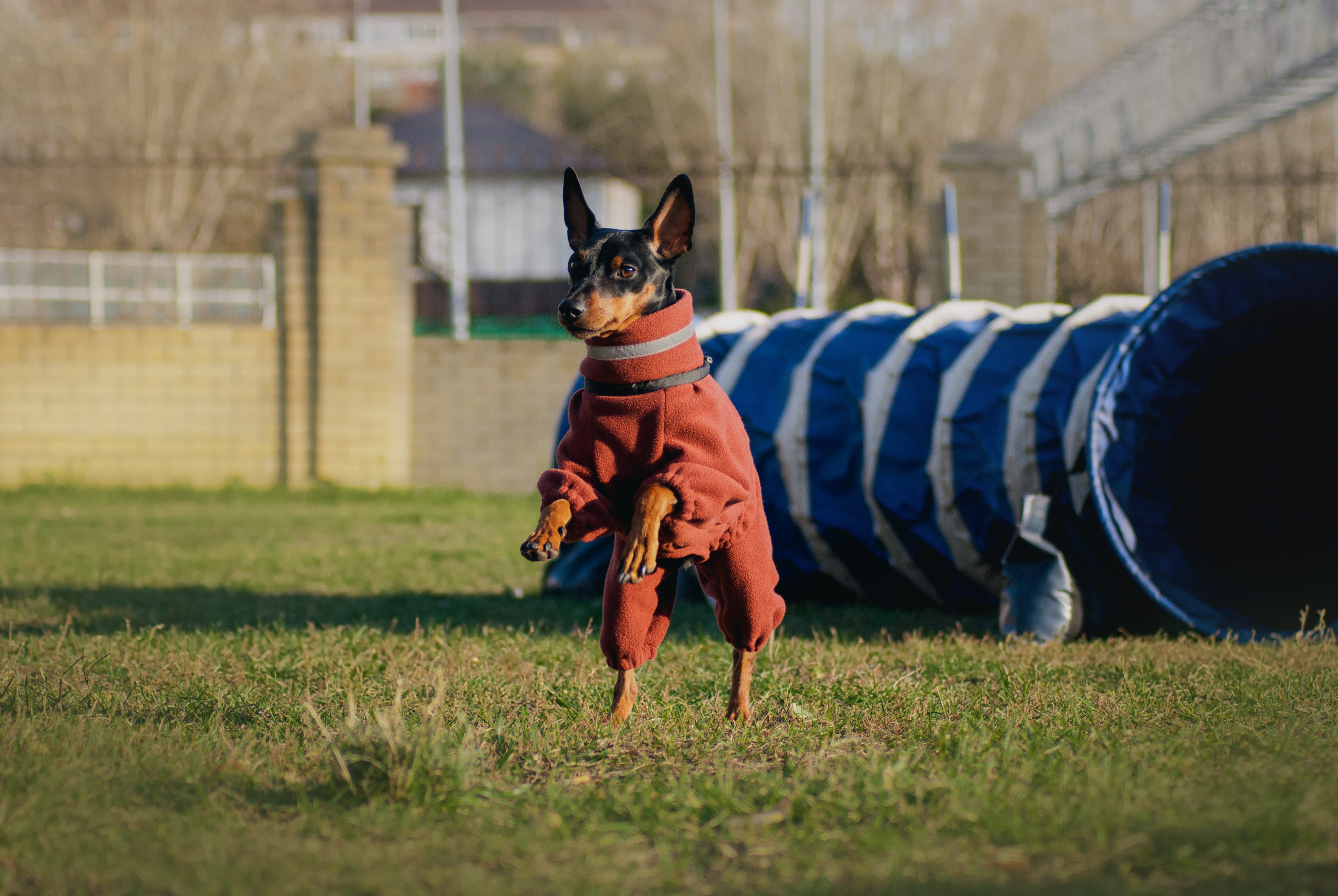 Аджилити. Фотограф в Тюмени Лизавета Сапицкая