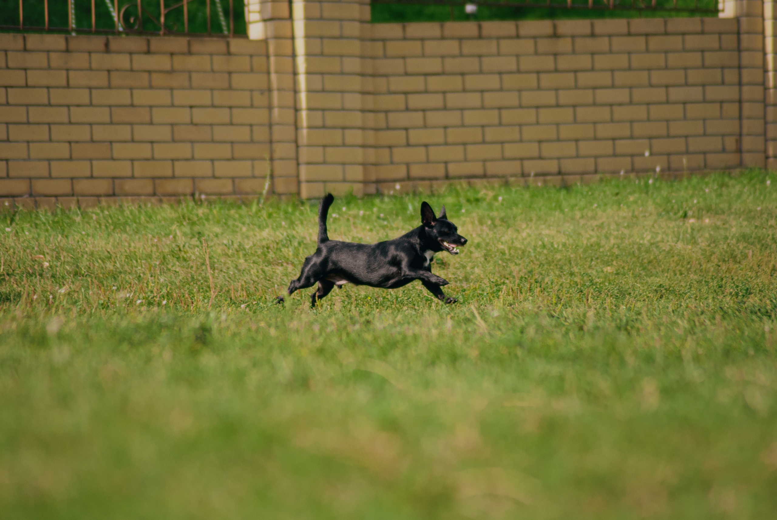 Аджилити. Фотограф в Тюмени Лизавета Сапицкая