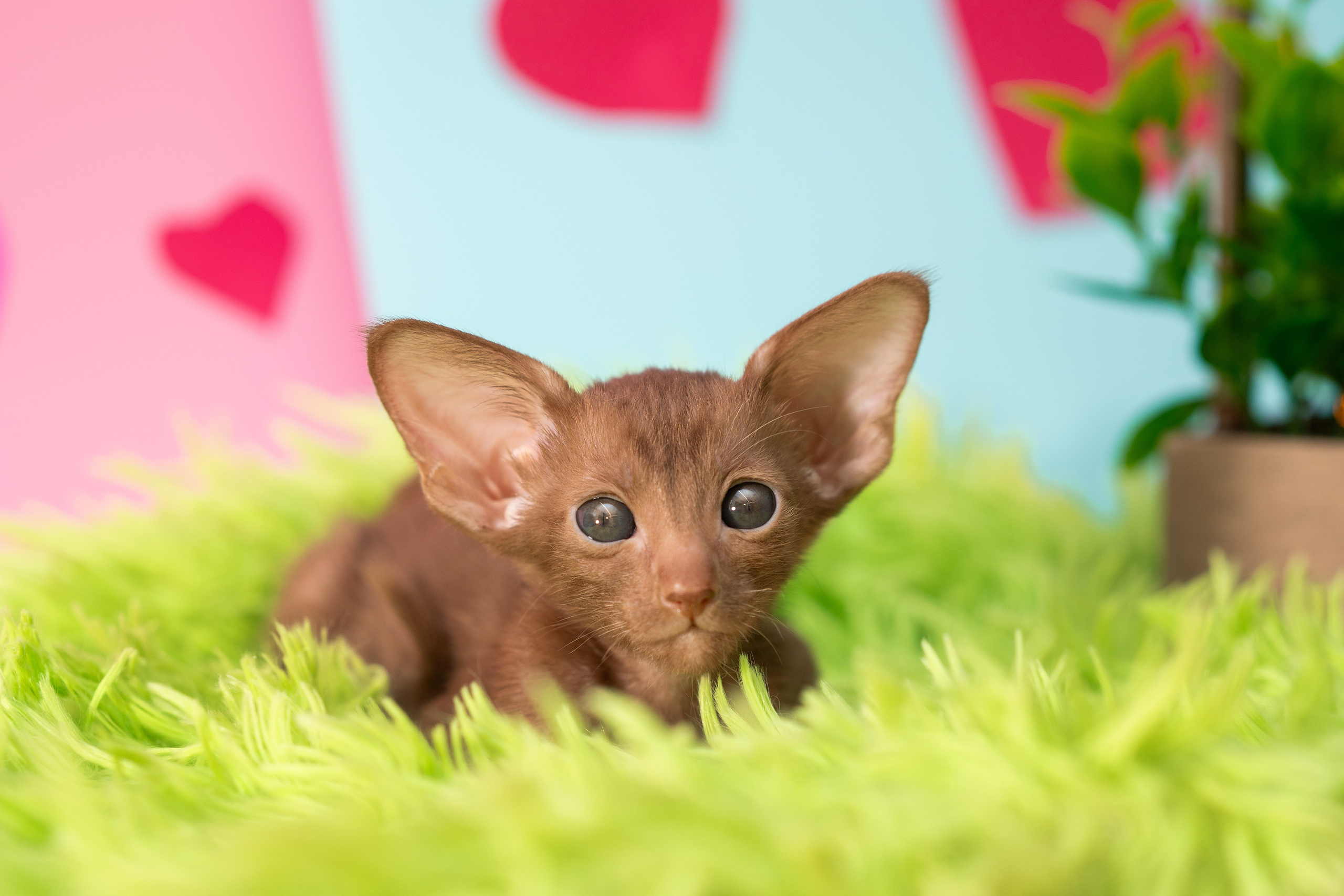 Заводчик Юлия Панова. Творческий фотограф Вологда