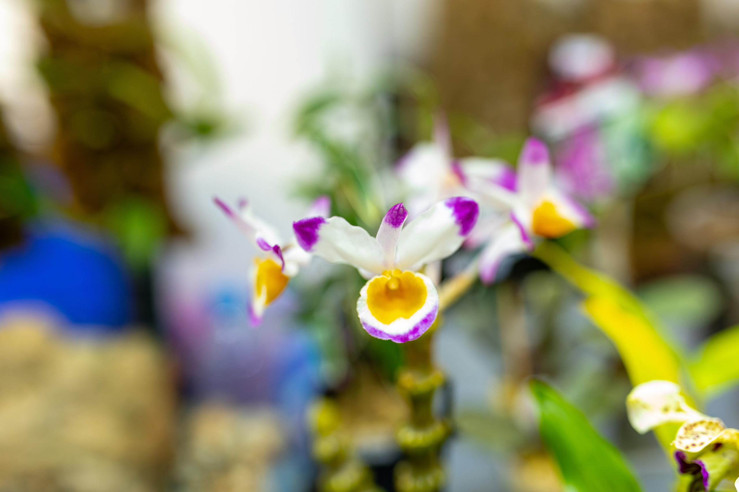 Монстериум апрель 2026. Александра Куликова фотограф, Москва