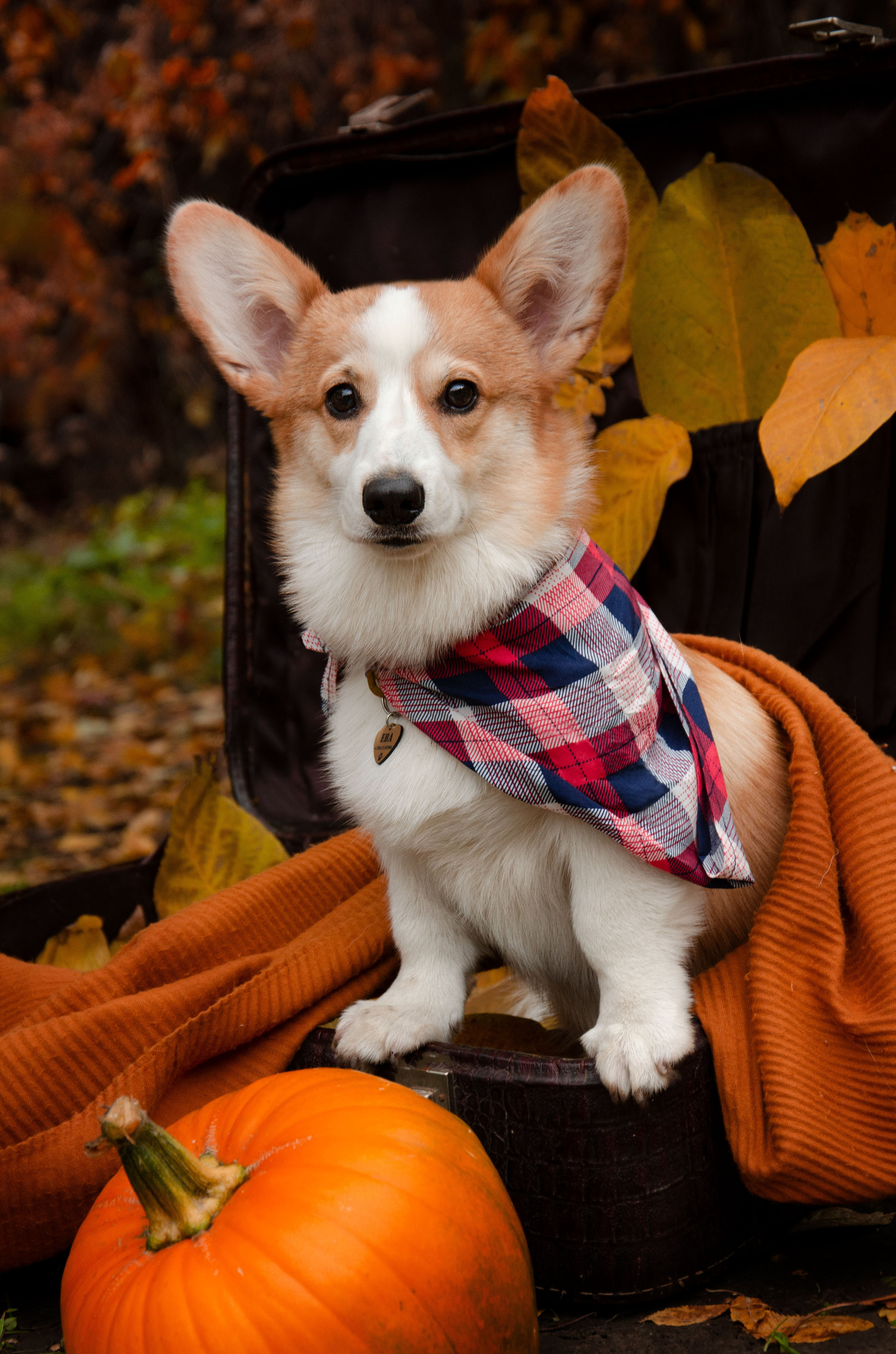 Бакстер и Ева. Фотограф в Ростове-на-дону Анна Рыкова