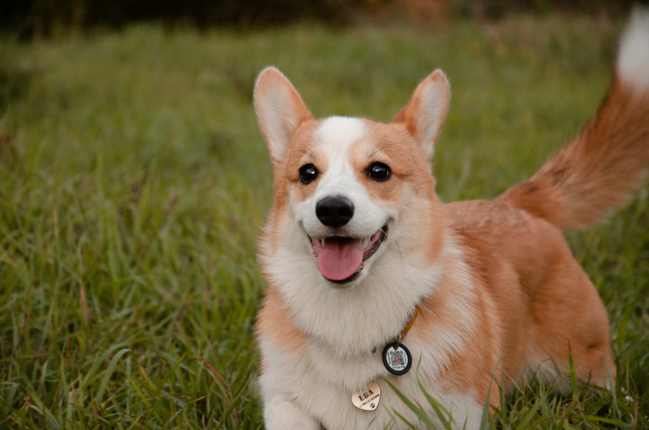 Бакстер и Ева. Фотограф в Ростове-на-дону Анна Рыкова