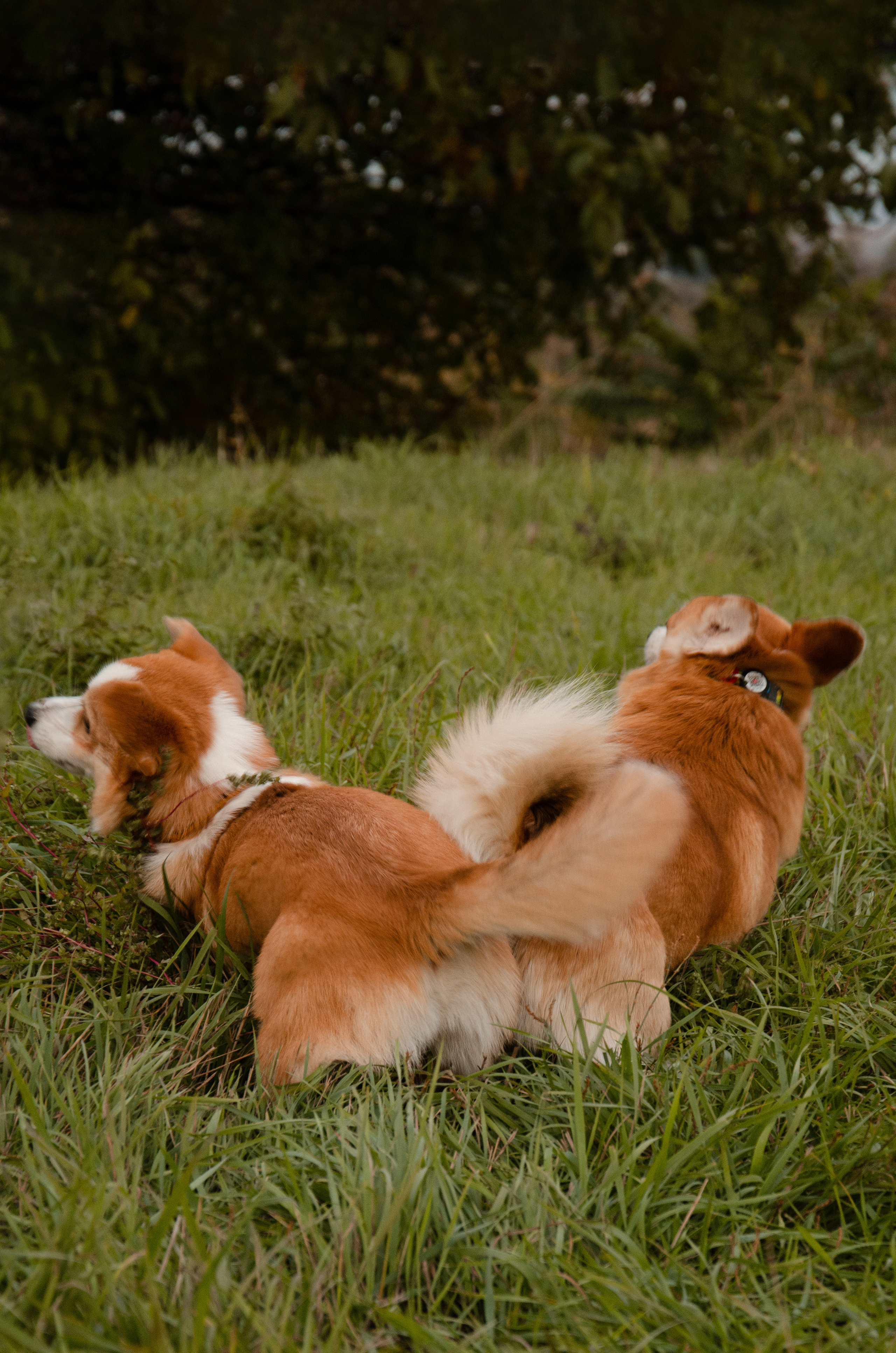 Бакстер и Ева. Фотограф в Ростове-на-дону Анна Рыкова