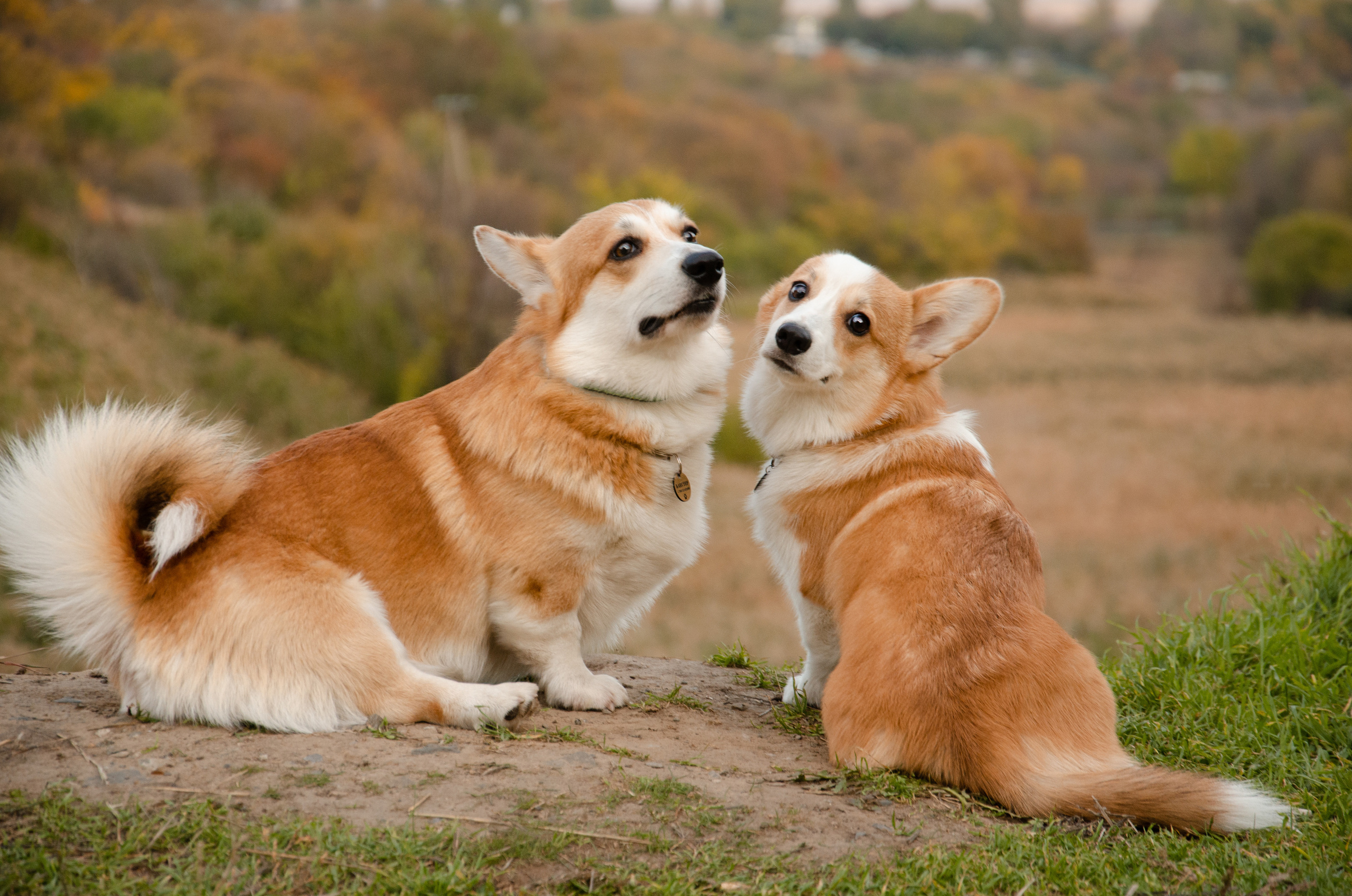 Бакстер и Ева. Фотограф в Ростове-на-дону Анна Рыкова