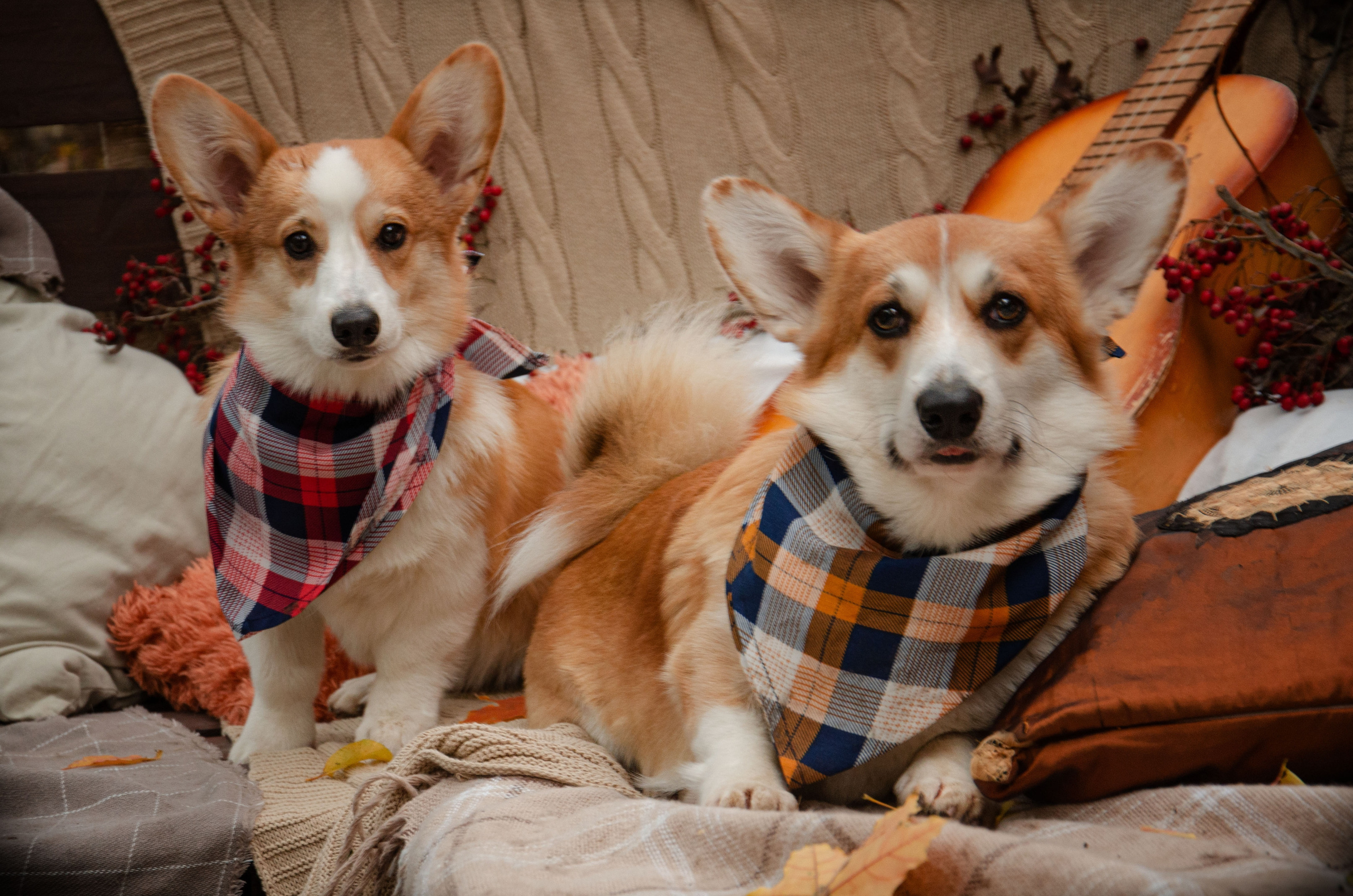Бакстер и Ева. Фотограф в Ростове-на-дону Анна Рыкова