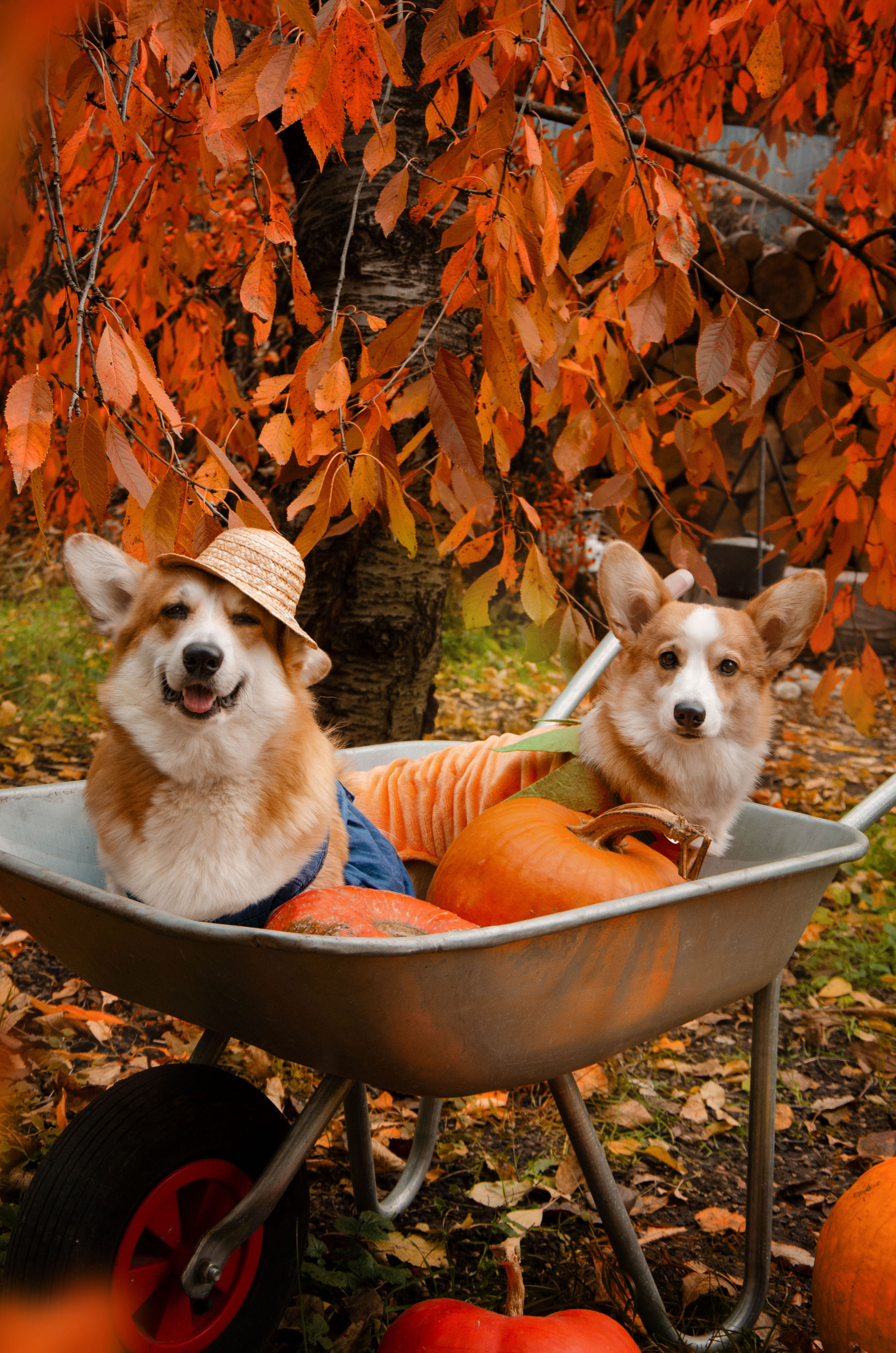 Бакстер и Ева. Фотограф в Ростове-на-дону Анна Рыкова