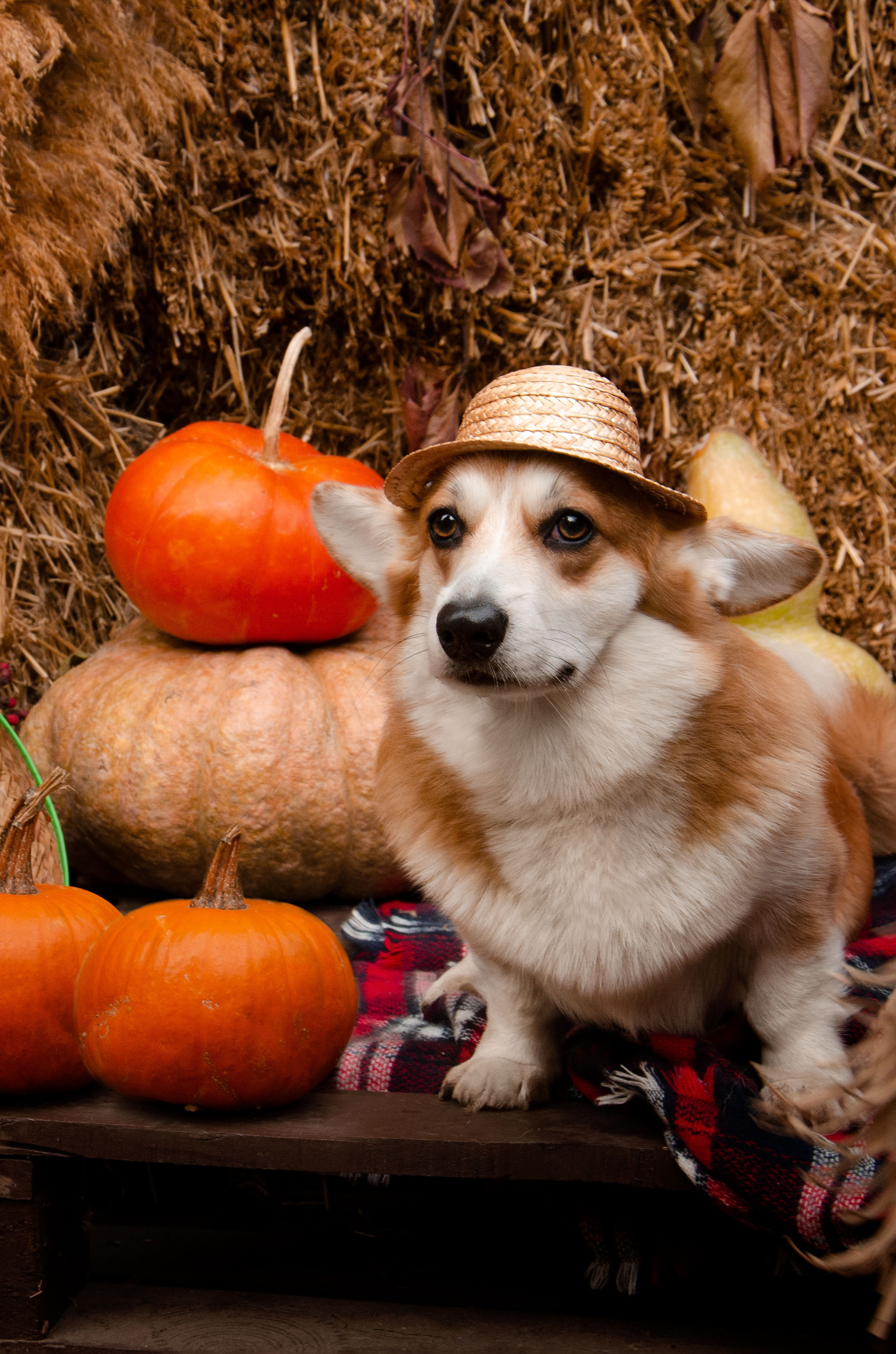 Бакстер и Ева. Фотограф в Ростове-на-дону Анна Рыкова