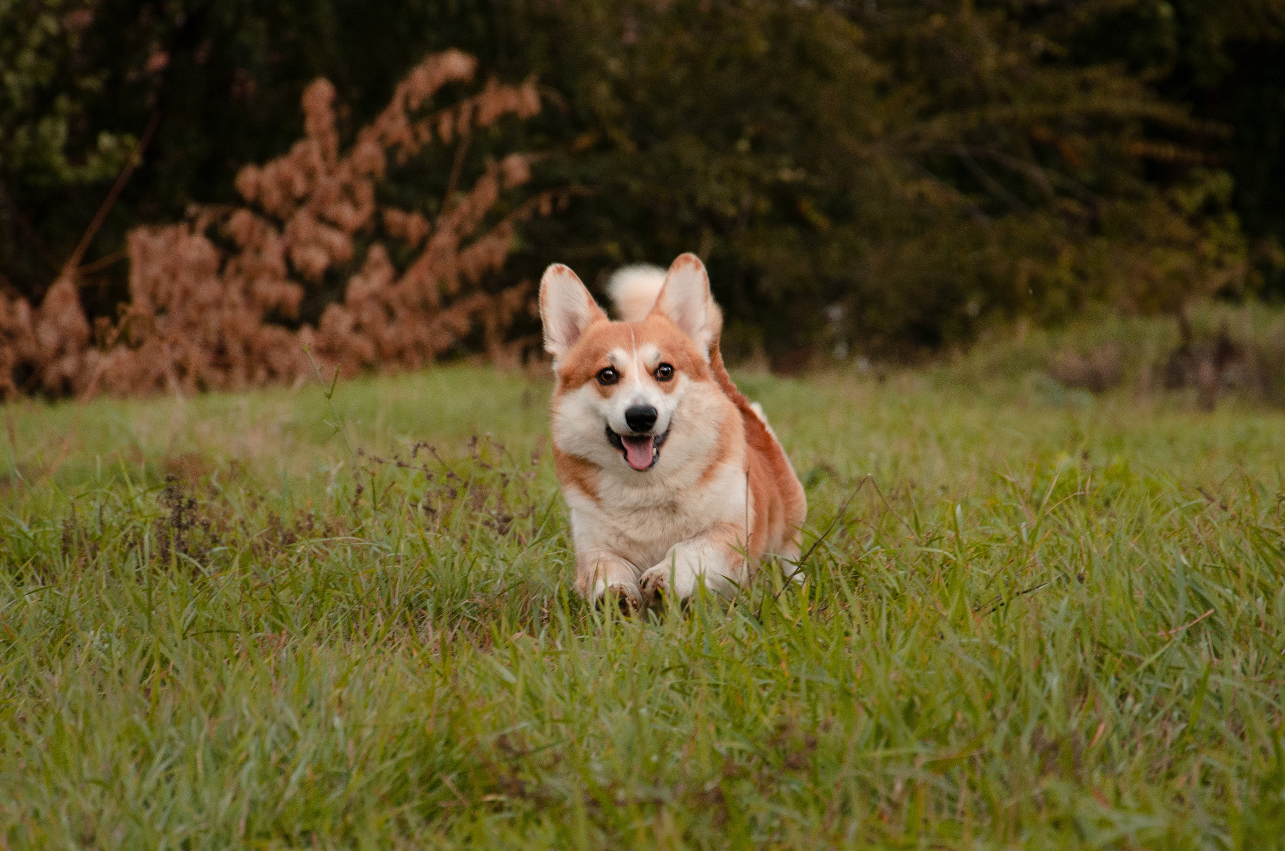 Бакстер и Ева. Фотограф в Ростове-на-дону Анна Рыкова