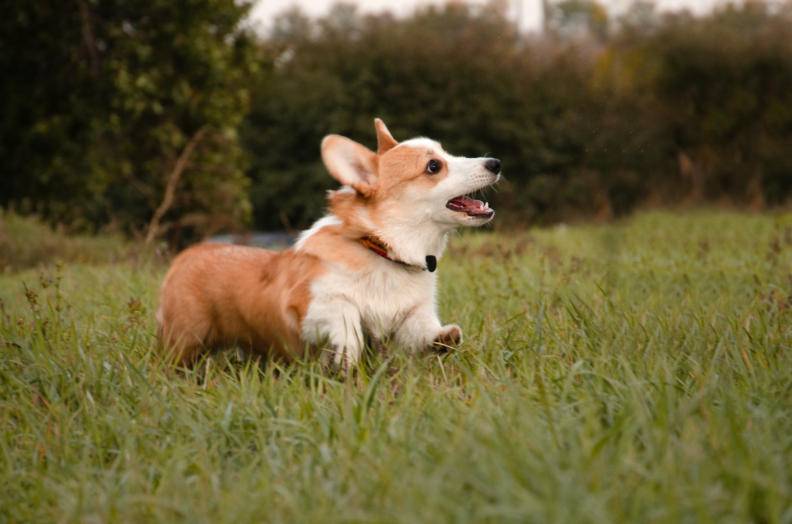 Бакстер и Ева. Фотограф в Ростове-на-дону Анна Рыкова