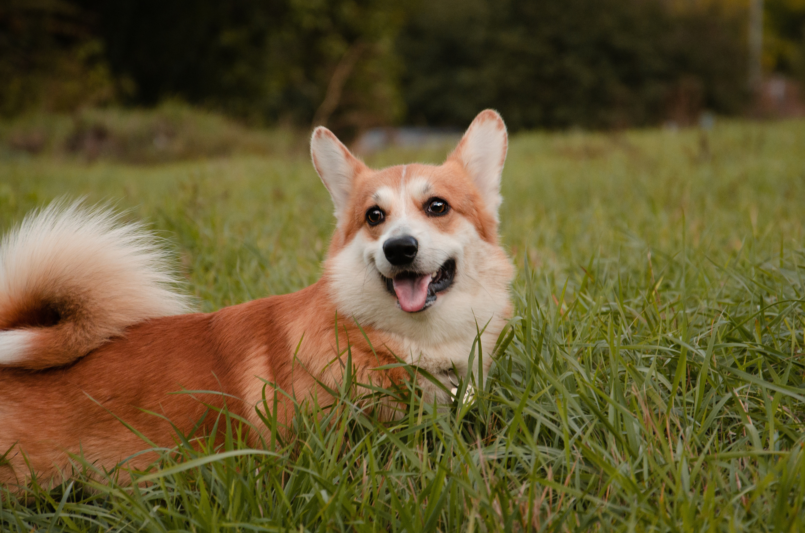 Бакстер и Ева. Фотограф в Ростове-на-дону Анна Рыкова