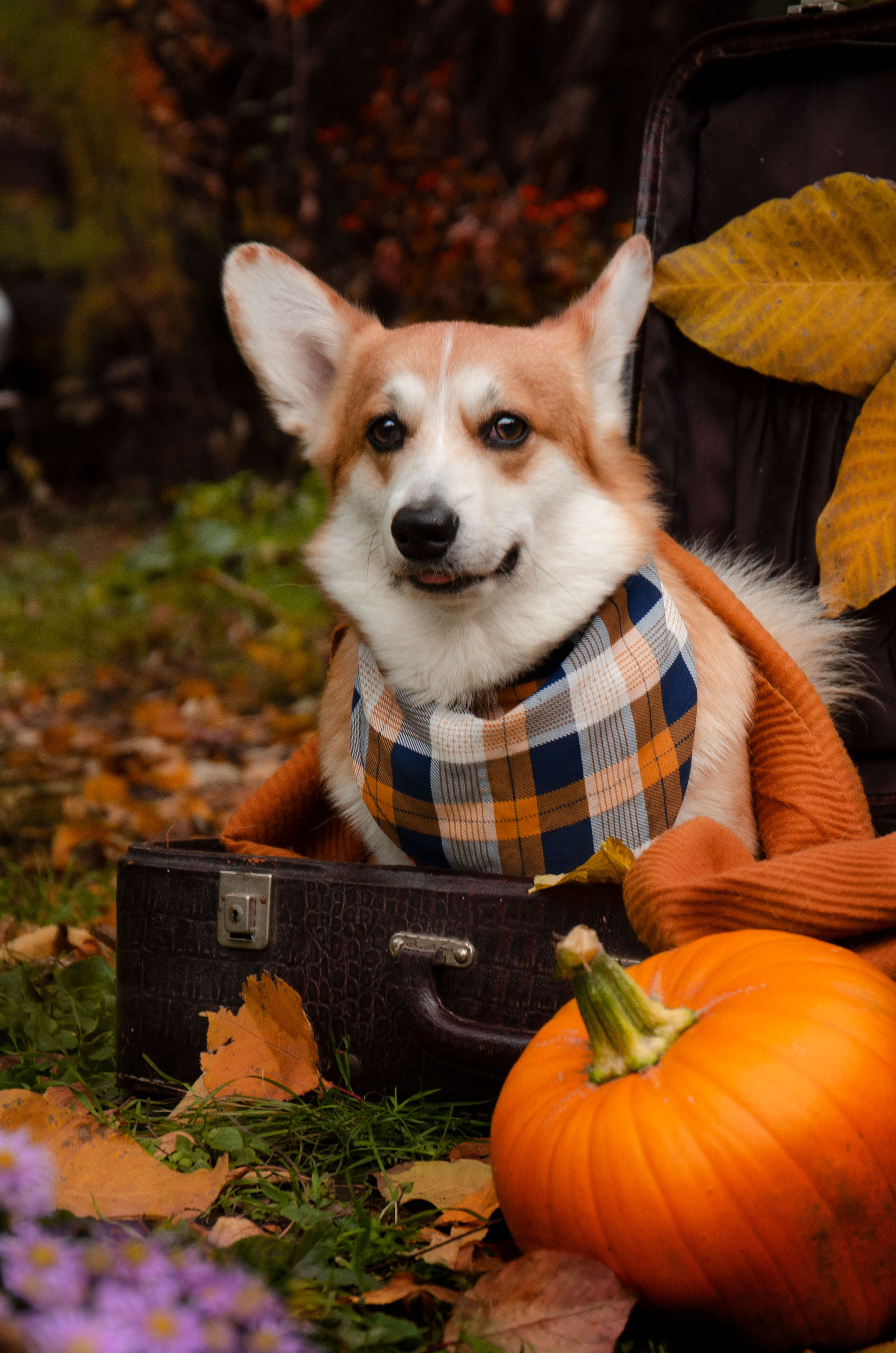 Бакстер и Ева. Фотограф в Ростове-на-дону Анна Рыкова