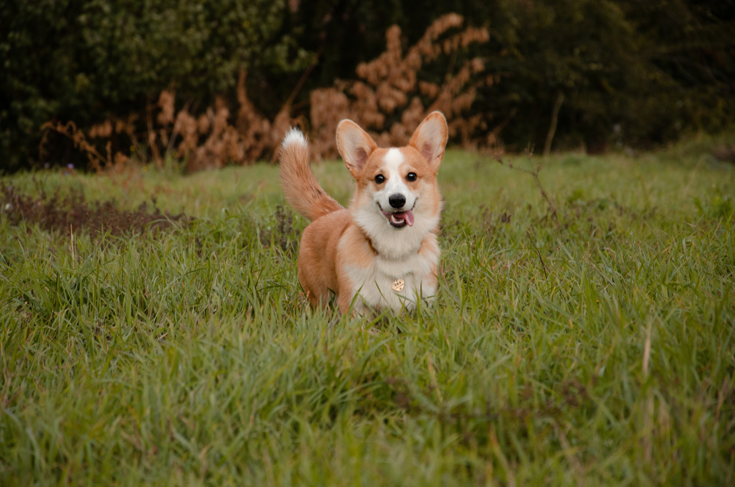 Бакстер и Ева. Фотограф в Ростове-на-дону Анна Рыкова