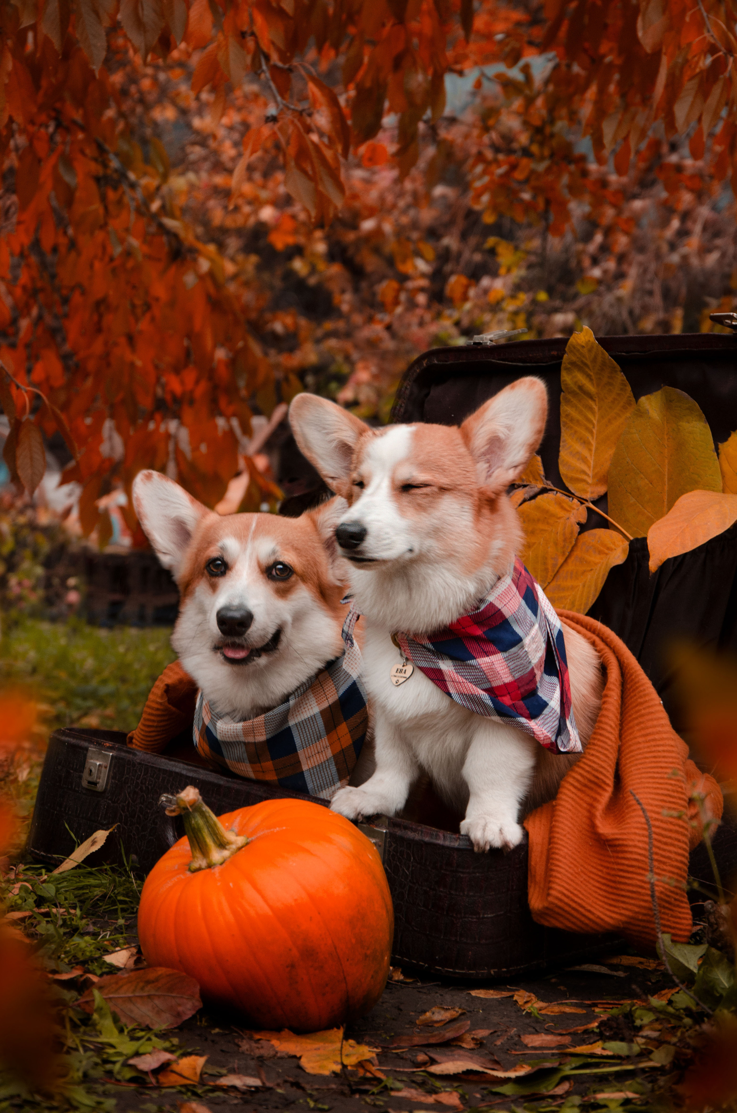 Бакстер и Ева. Фотограф в Ростове-на-дону Анна Рыкова