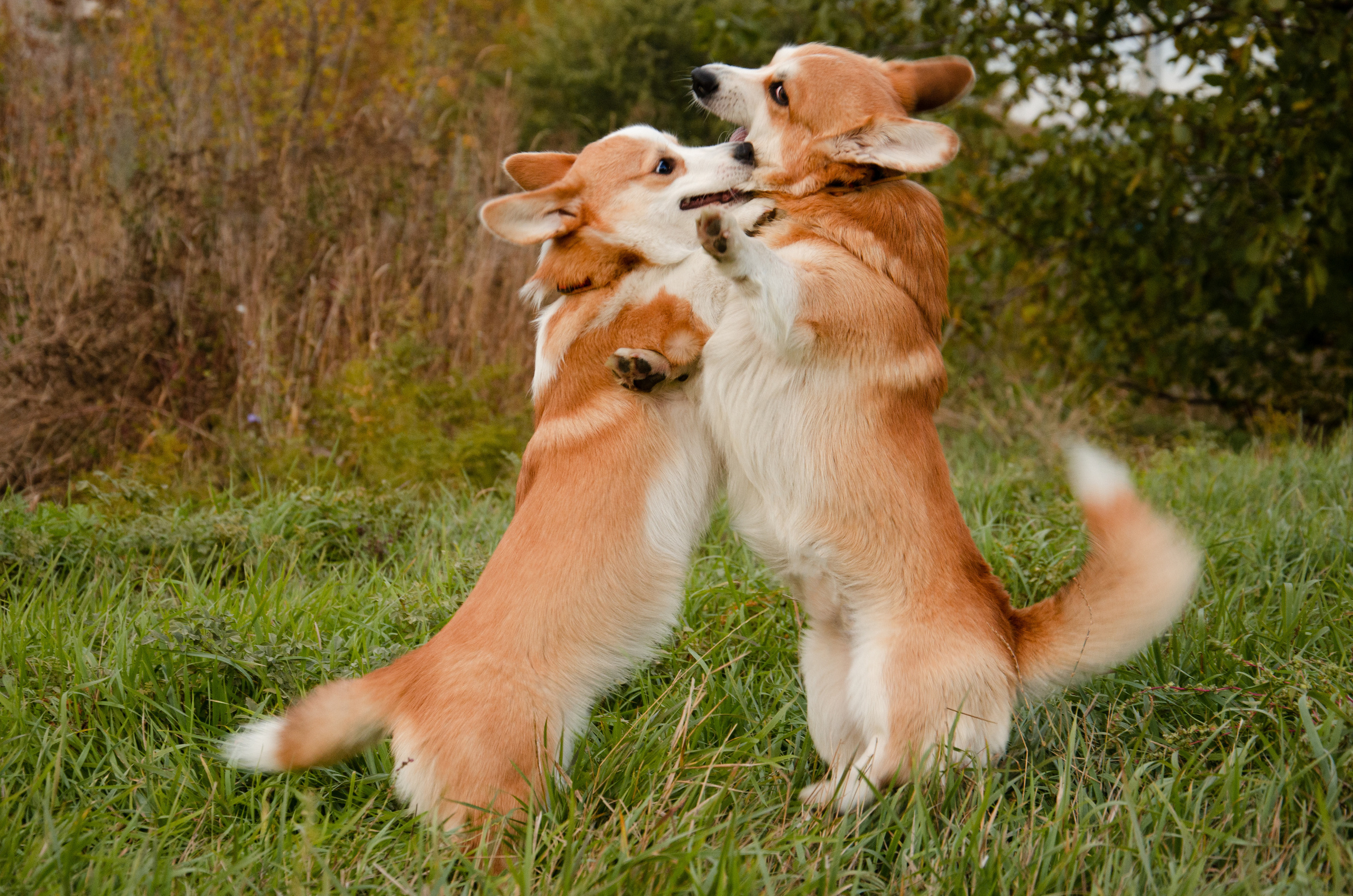 Бакстер и Ева. Фотограф в Ростове-на-дону Анна Рыкова