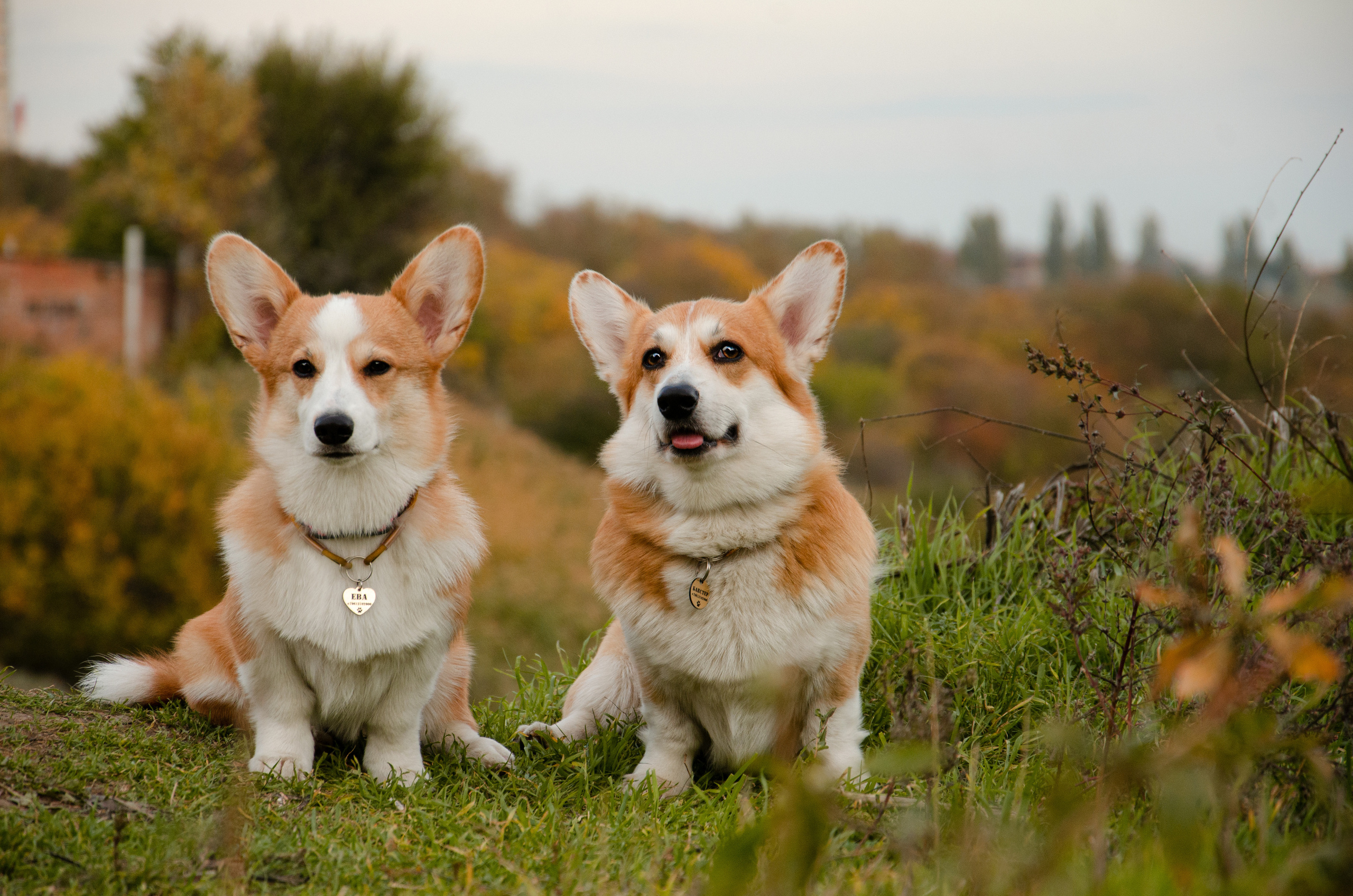 Бакстер и Ева. Фотограф в Ростове-на-дону Анна Рыкова