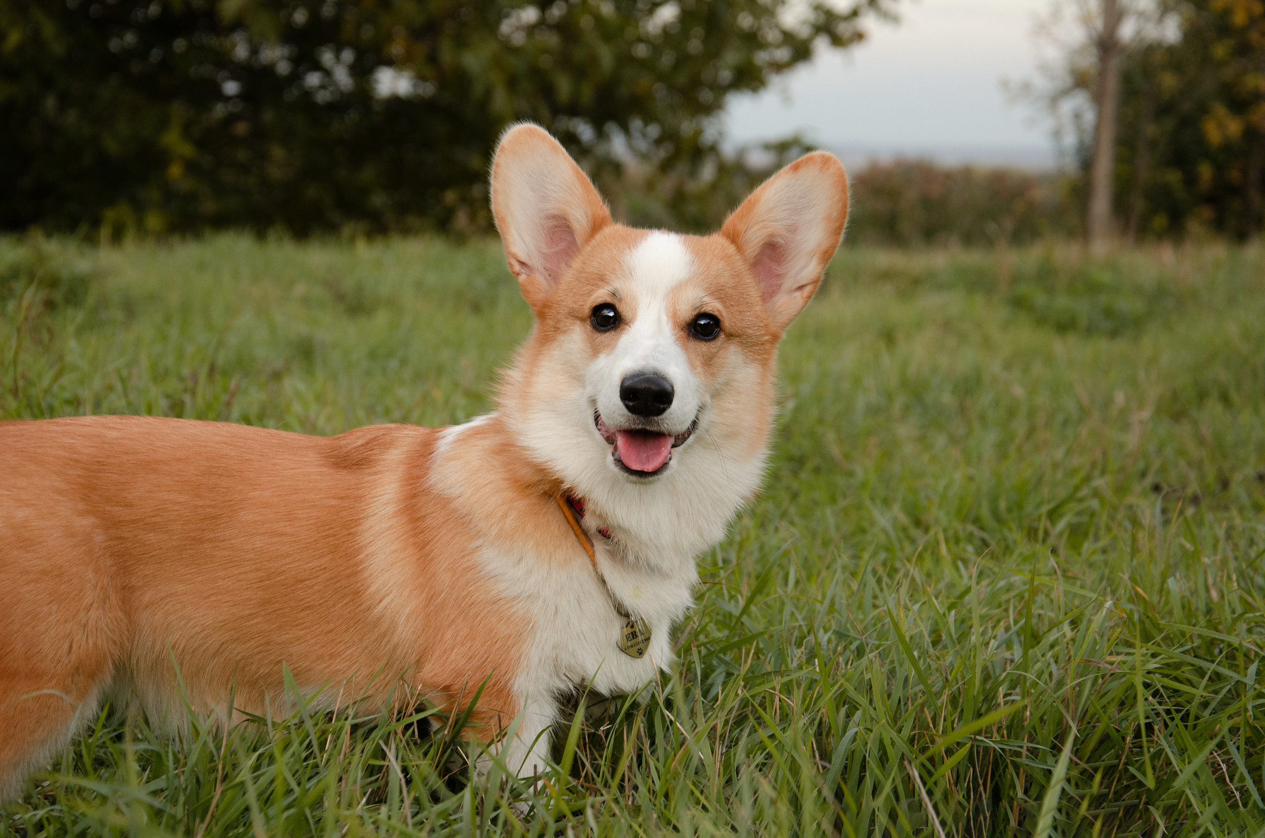 Бакстер и Ева. Фотограф в Ростове-на-дону Анна Рыкова