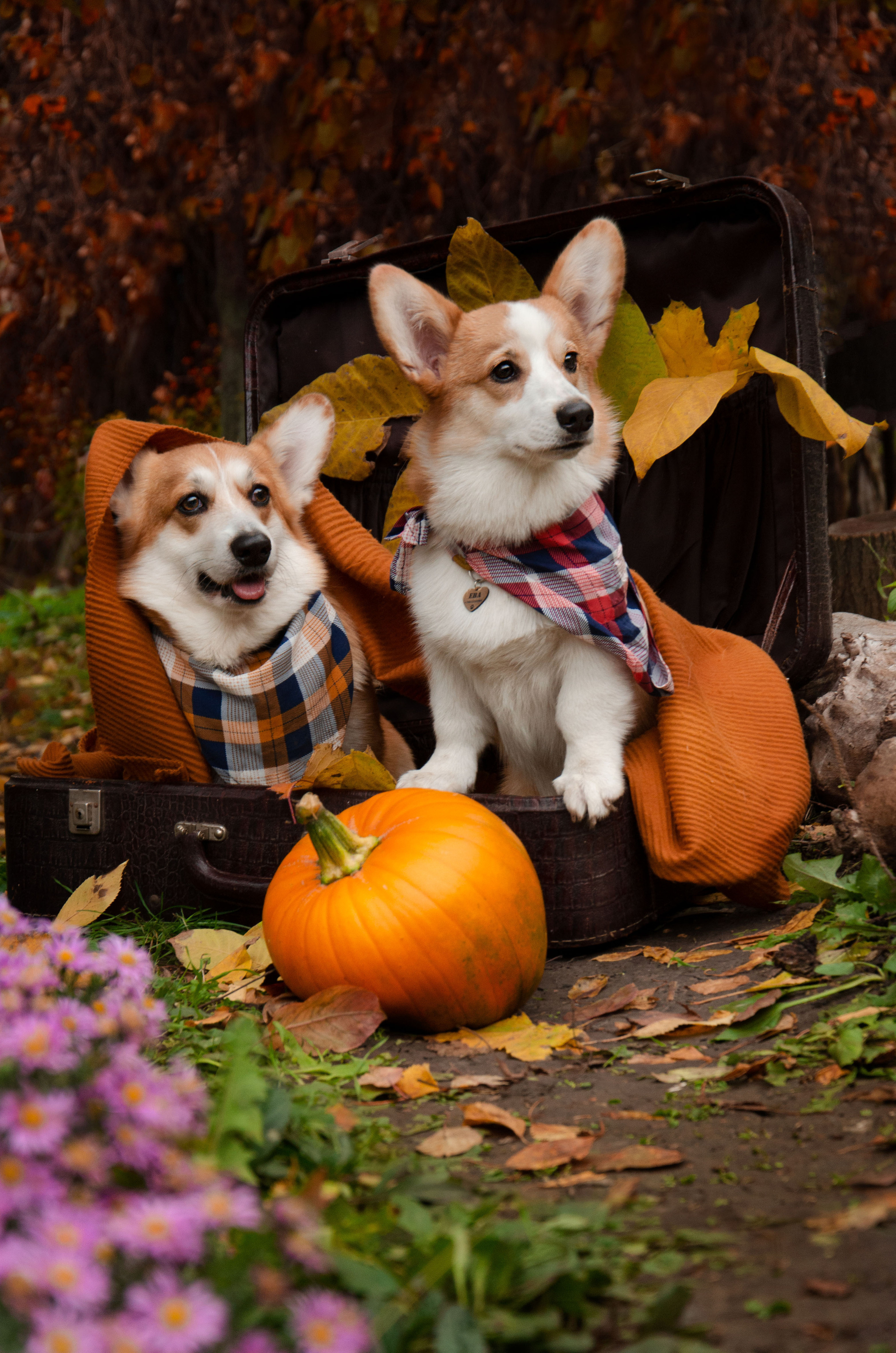 Бакстер и Ева. Фотограф в Ростове-на-дону Анна Рыкова