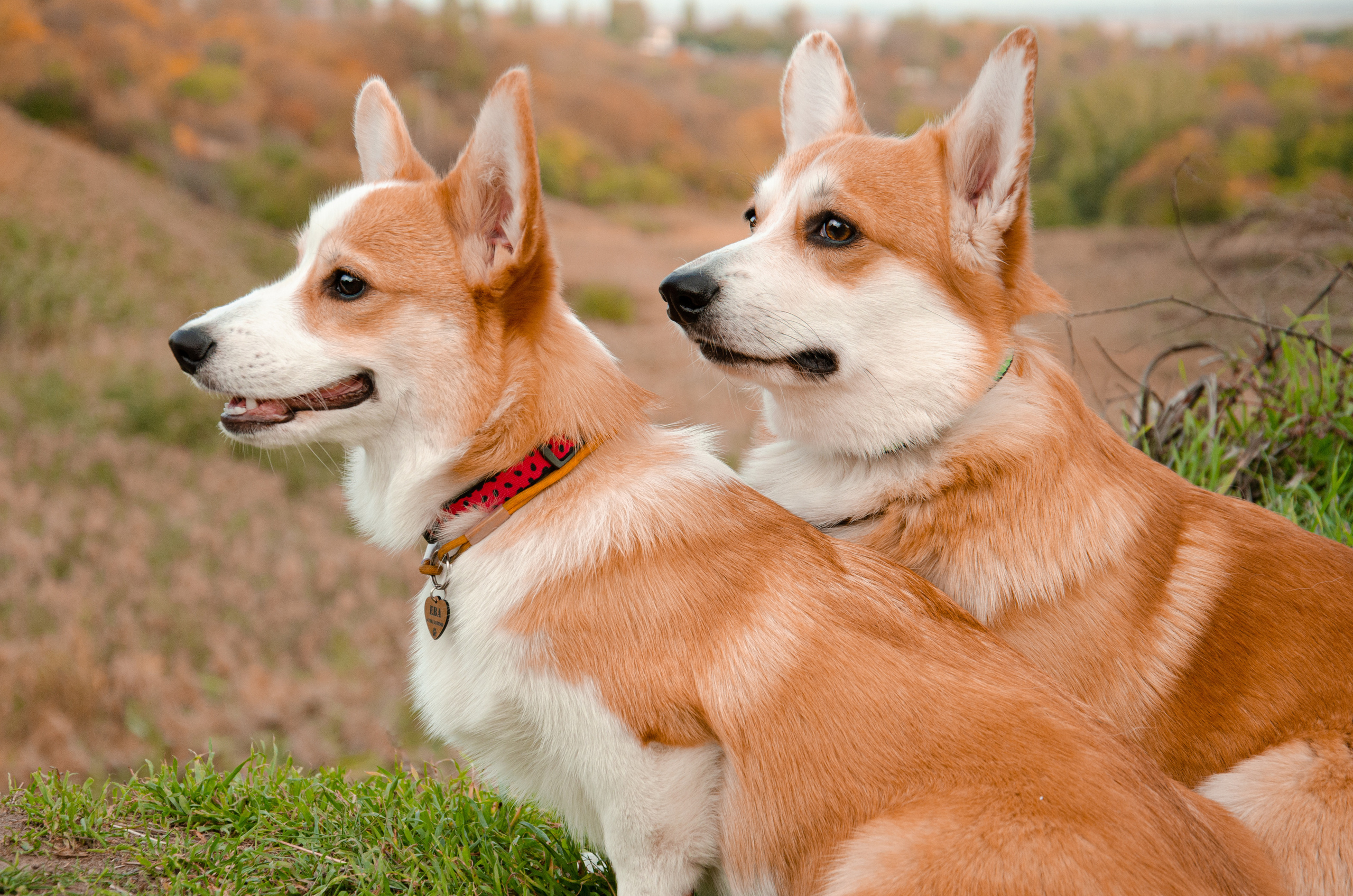 Бакстер и Ева. Фотограф в Ростове-на-дону Анна Рыкова