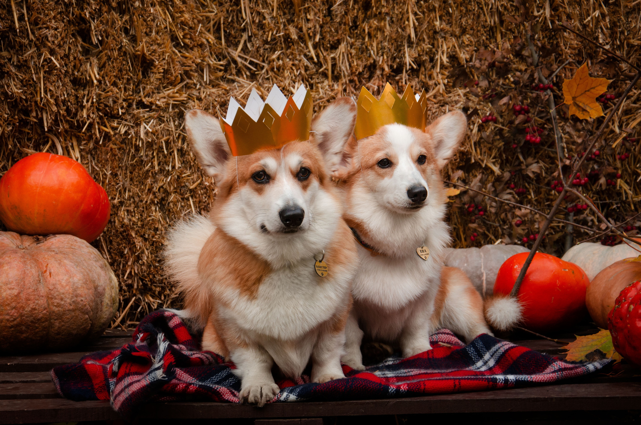 Бакстер и Ева. Фотограф в Ростове-на-дону Анна Рыкова