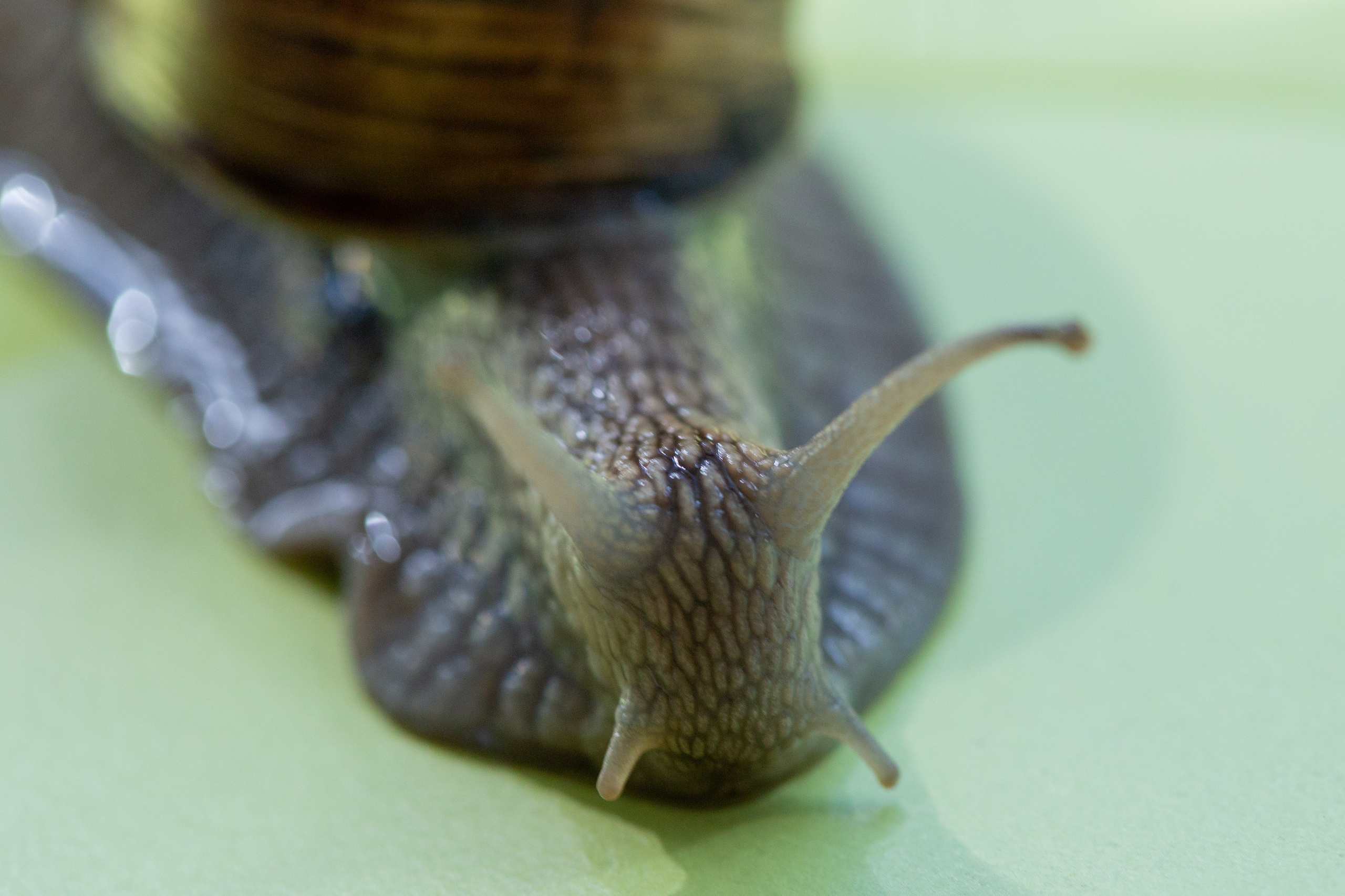 Фото Животных. Студия Максима Белослюдцева