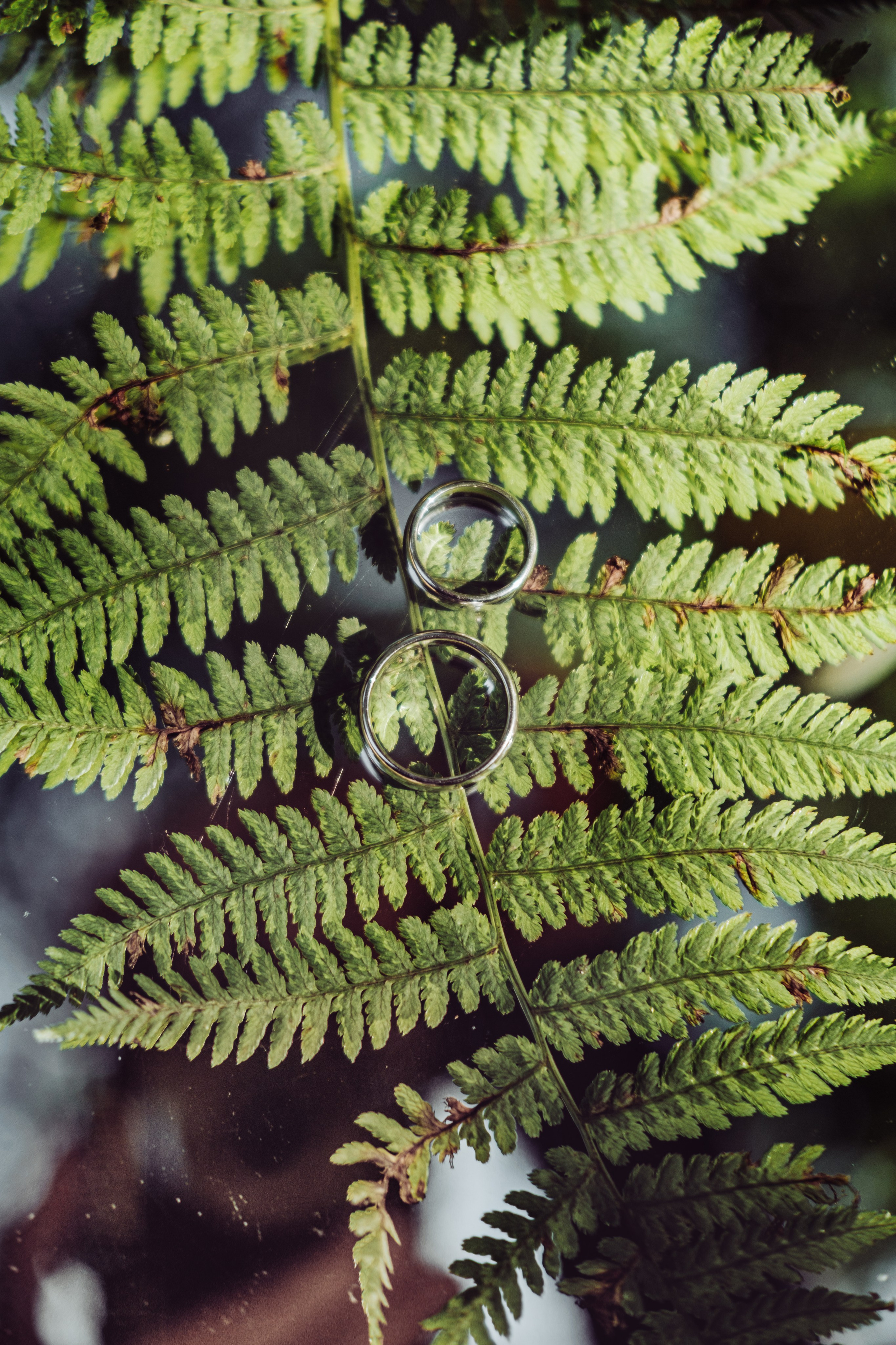 Кот и Дракон. Свадебный Видеограф Фотограф в Сочи