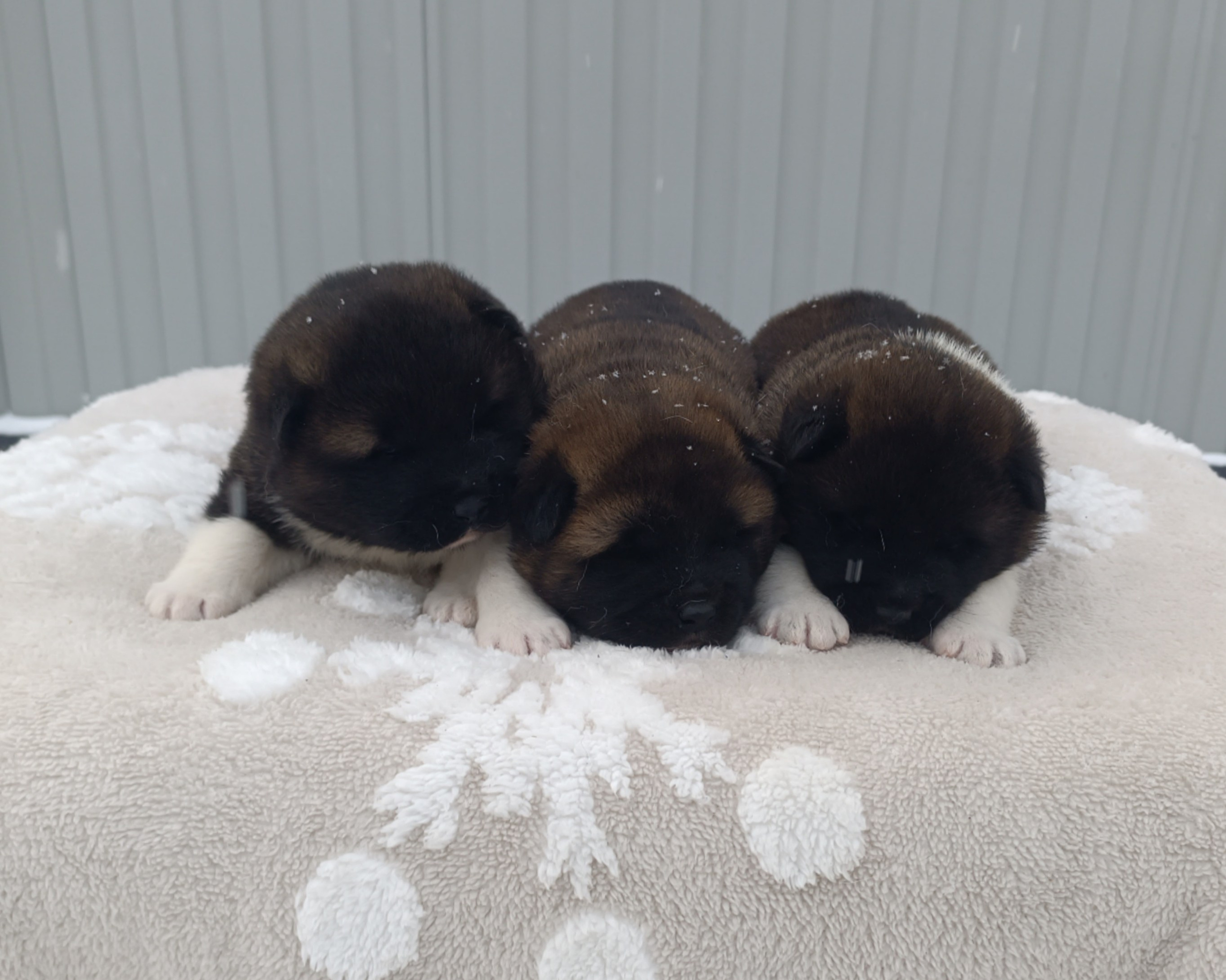 Американская акита  щенки питомник Санкт-Петербург клубные щенки Американская акита питомник RUBYLIGHT Рубилайт купить щенка американской акиты