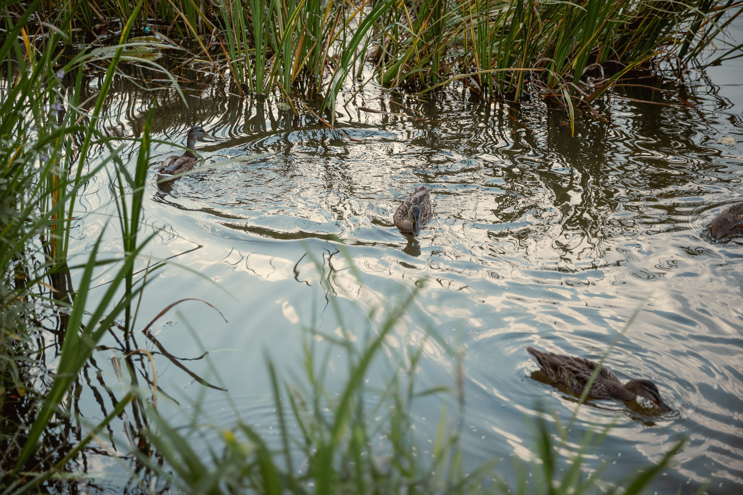 Семейная фотосессия. Индивидуальный и семейный фотограф Ирина Москвичёва