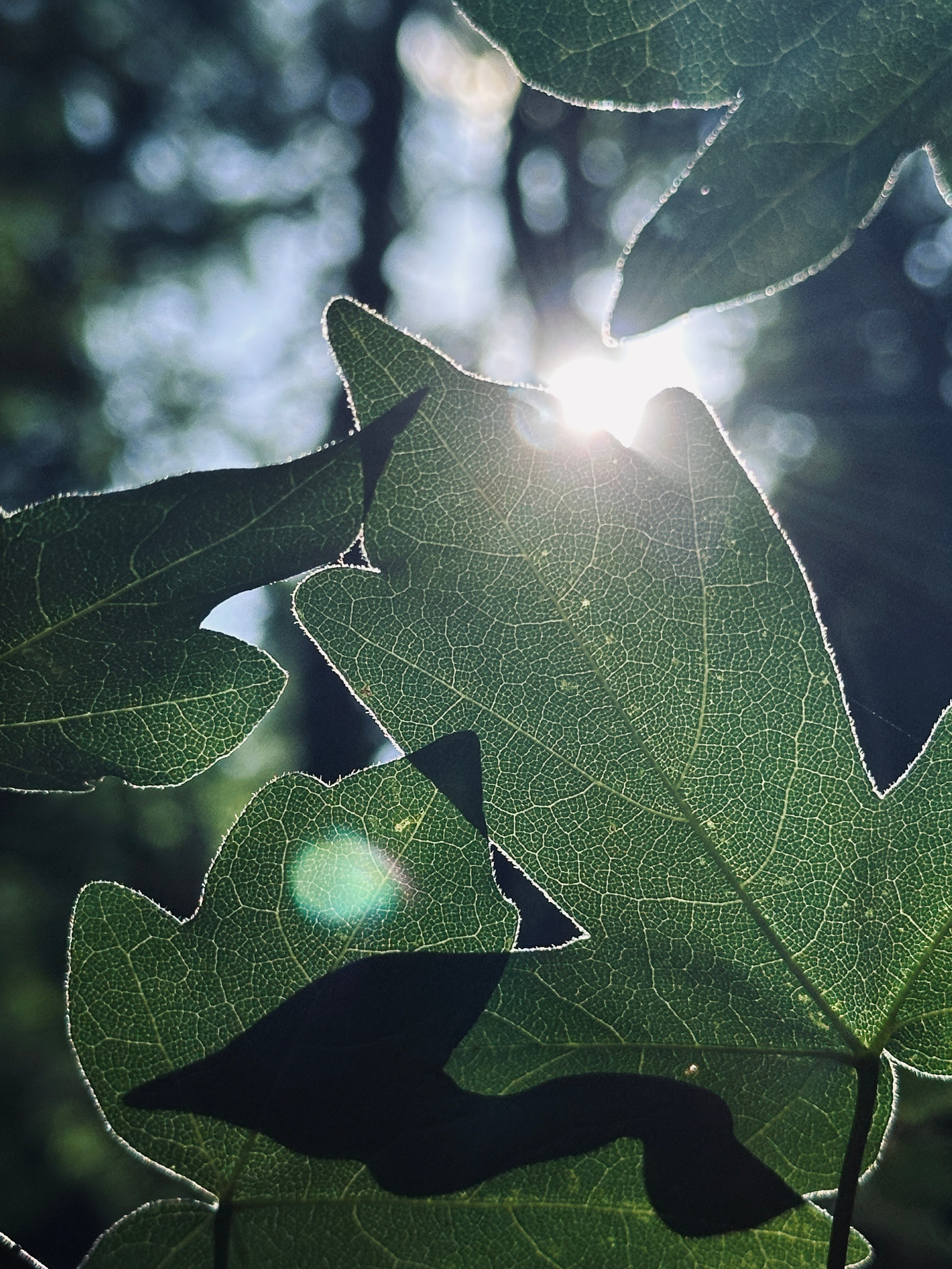Флора и фауна. Смотри, красота!