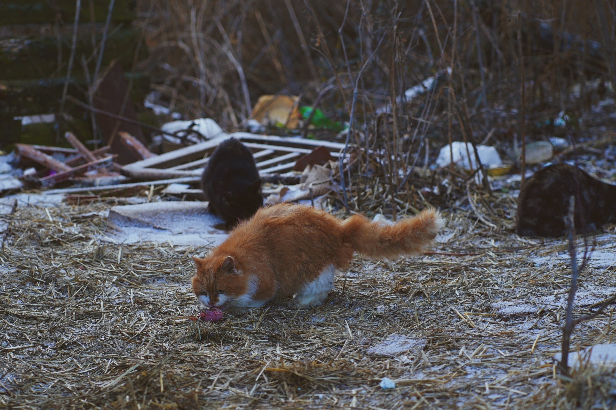 CATLAND. Фотограф и визуальный художник в Туле / Николай Рейзвих