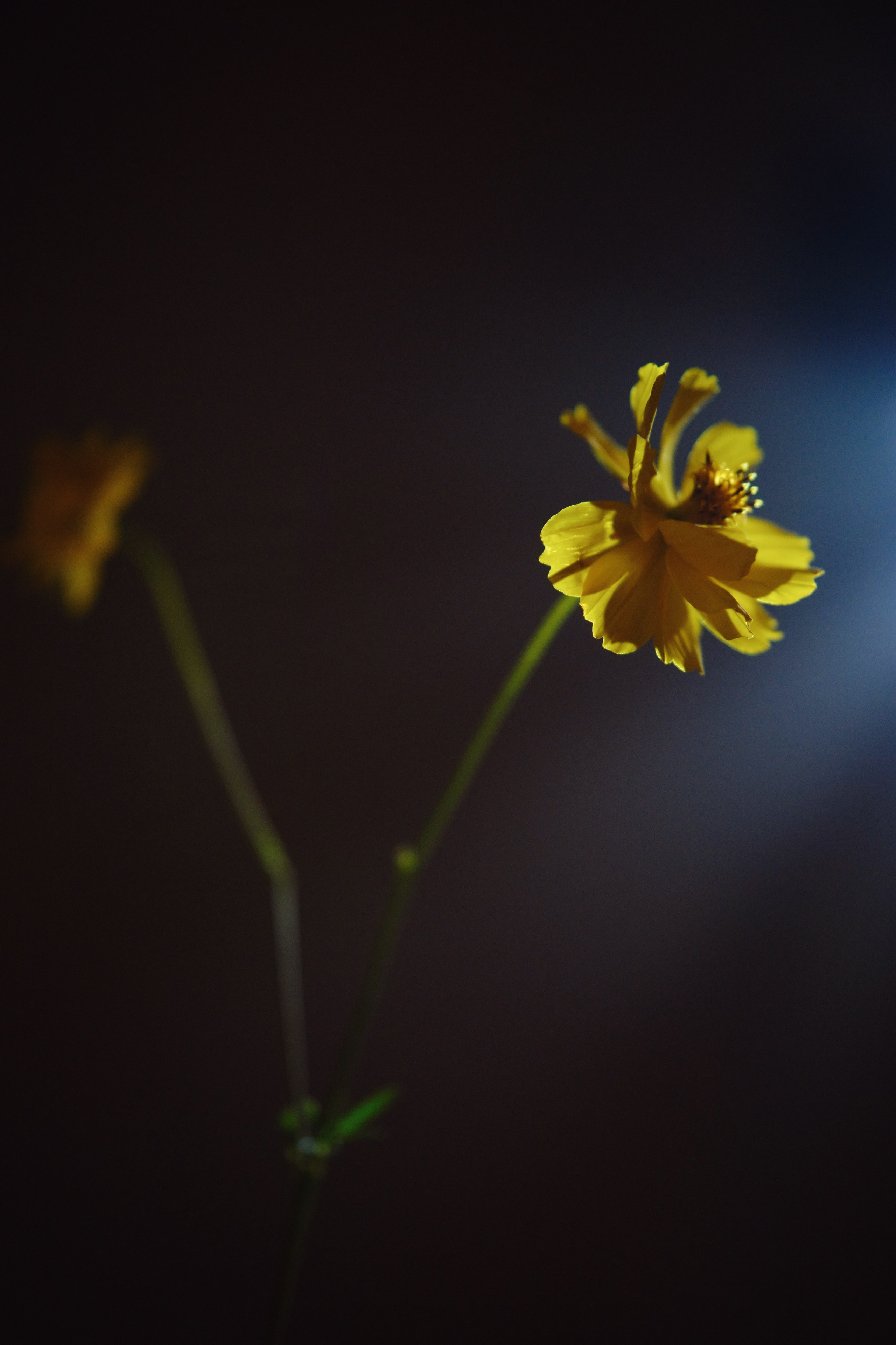 Виктор и Яна. Фотограф Елена Маринина Москва