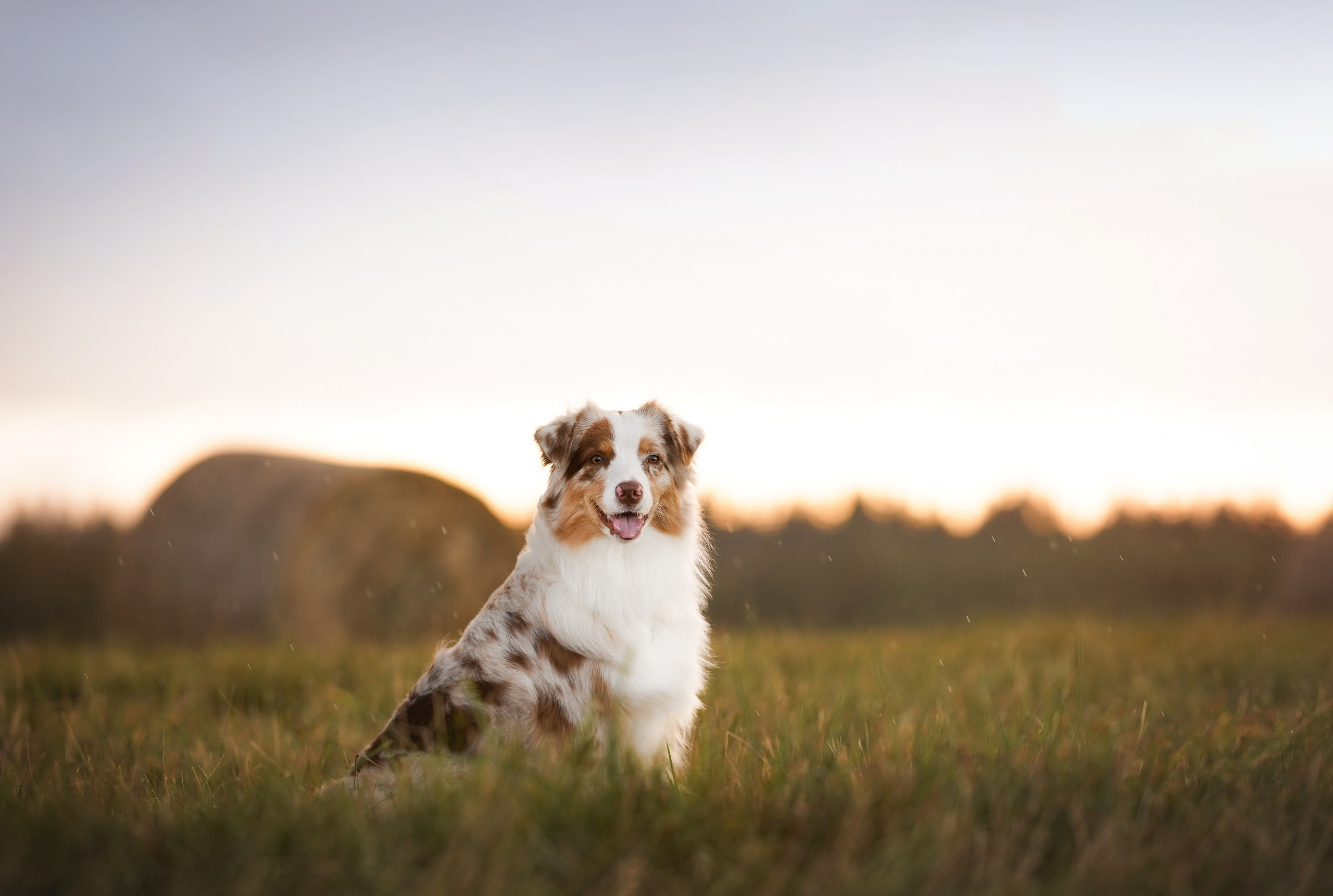 Панда и стога. Фотограф-анималист в Санкт-Петербурге Яна Мартынова