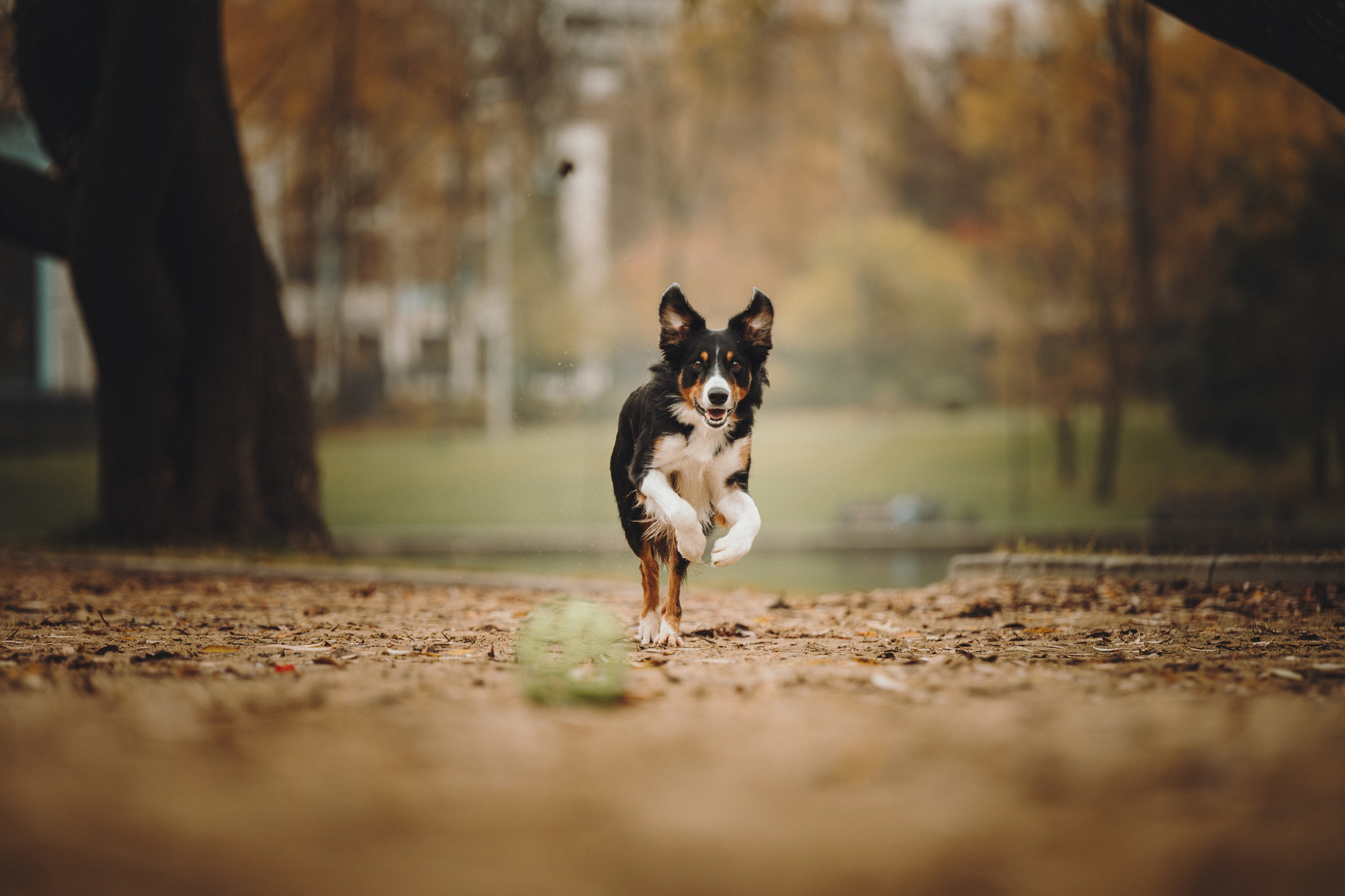 Аня, Оскар и Яр. Семейный фотограф анималист Ананьева Мария — Москва