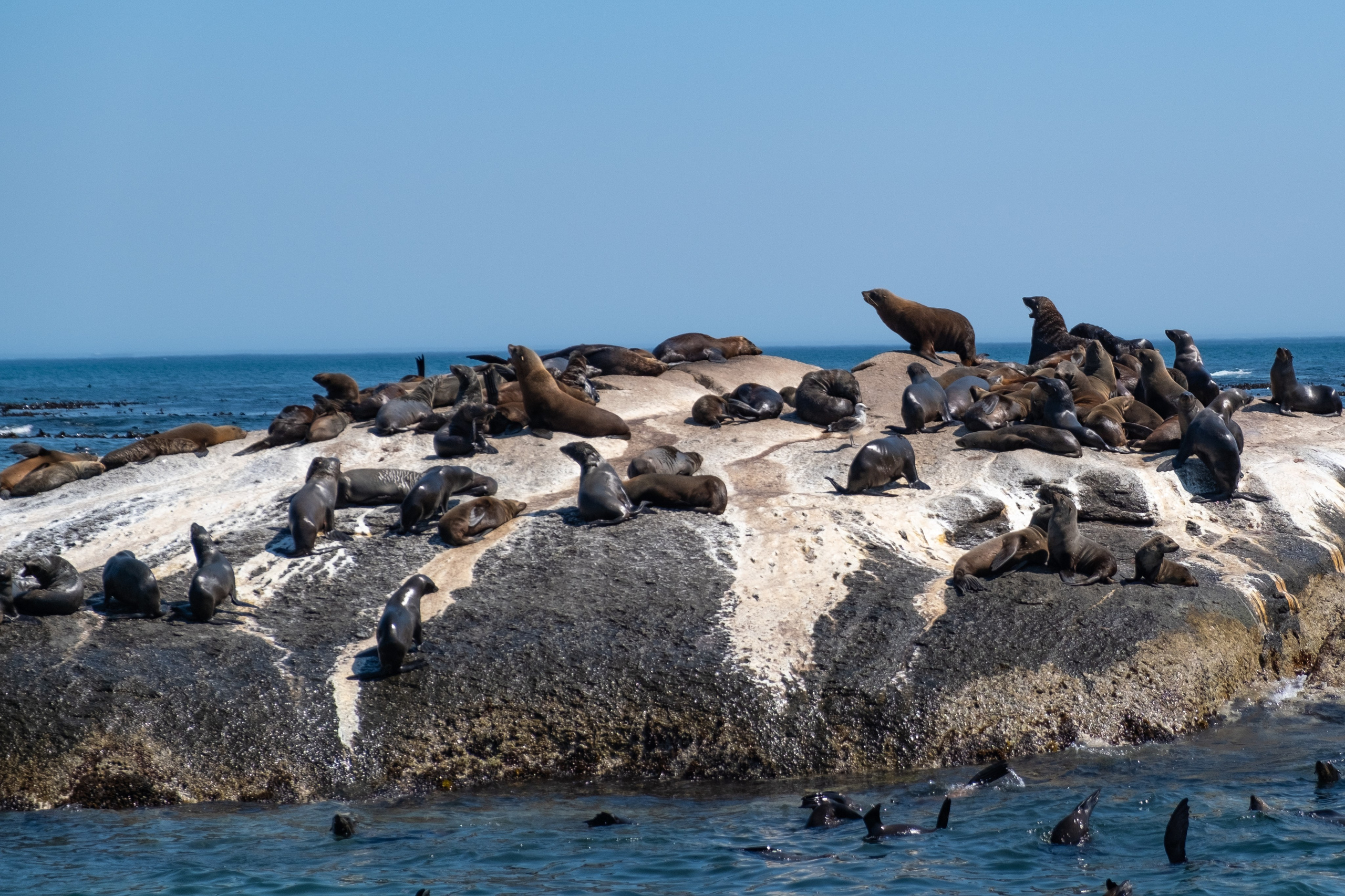Морские котики и закат. Фотографии из путешествий