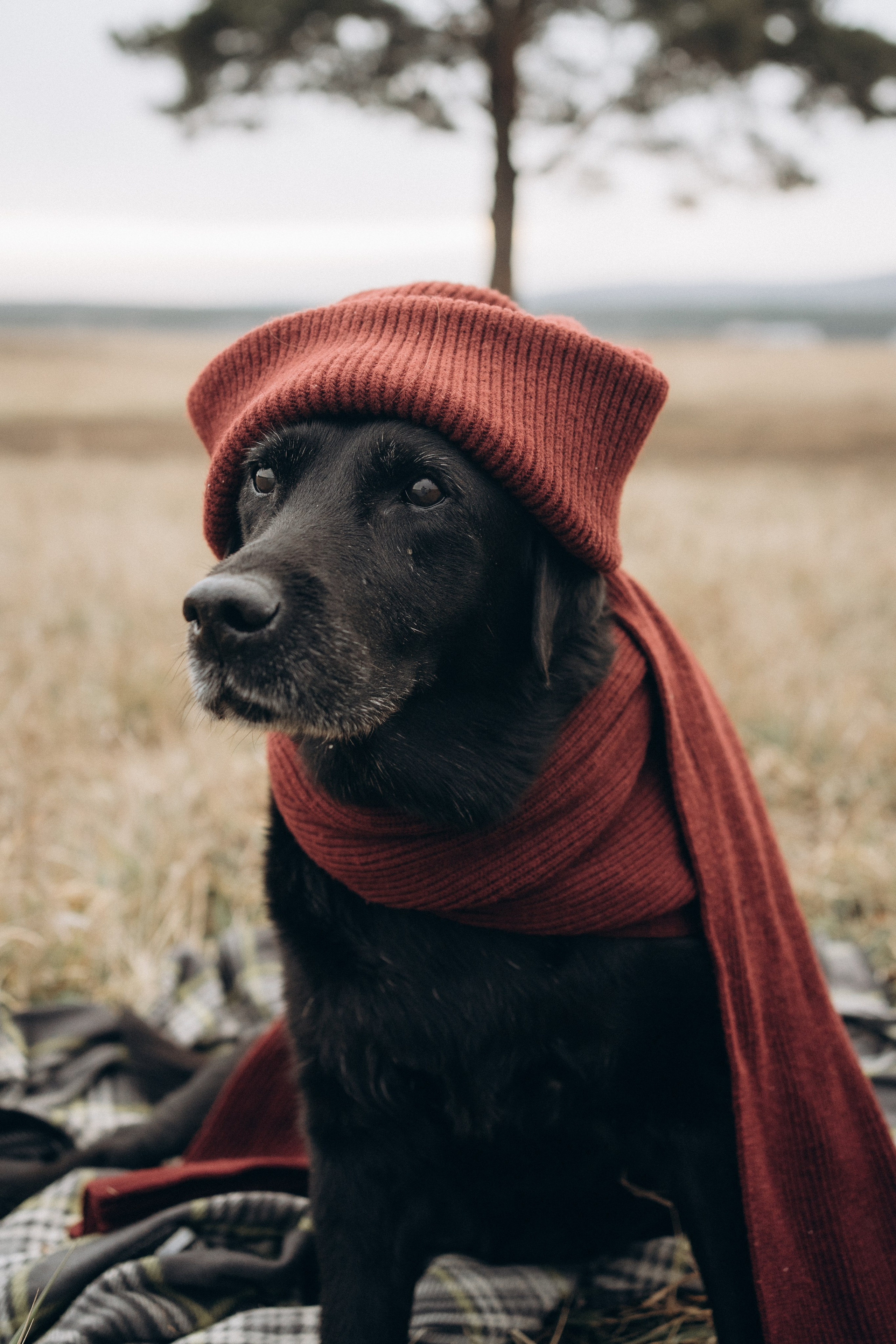 Таня и Молли. Фотограф-анималист Анастасия Большакова