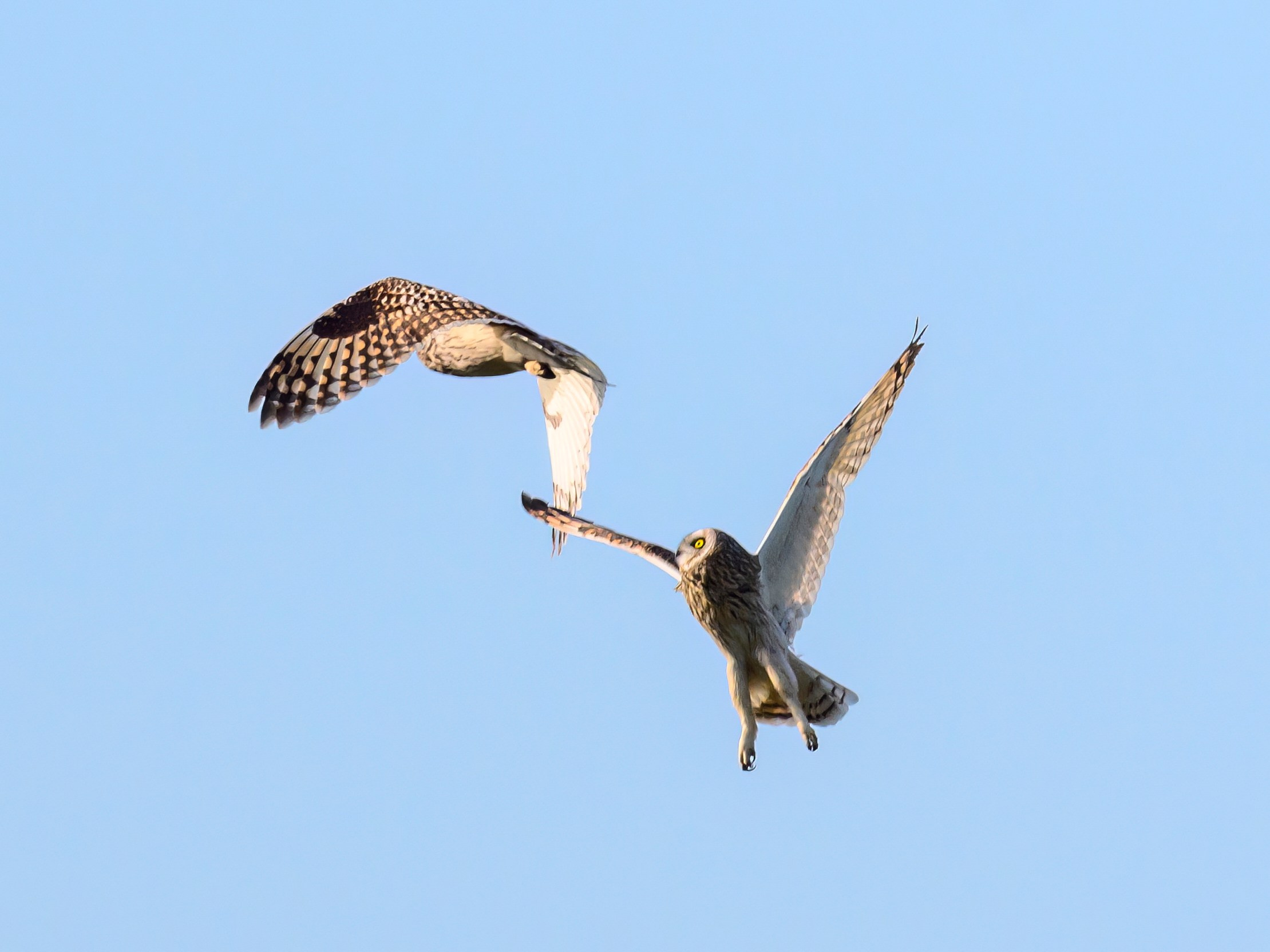 Совы играют в догонялки. Wildlife photography by Sergey Puponin