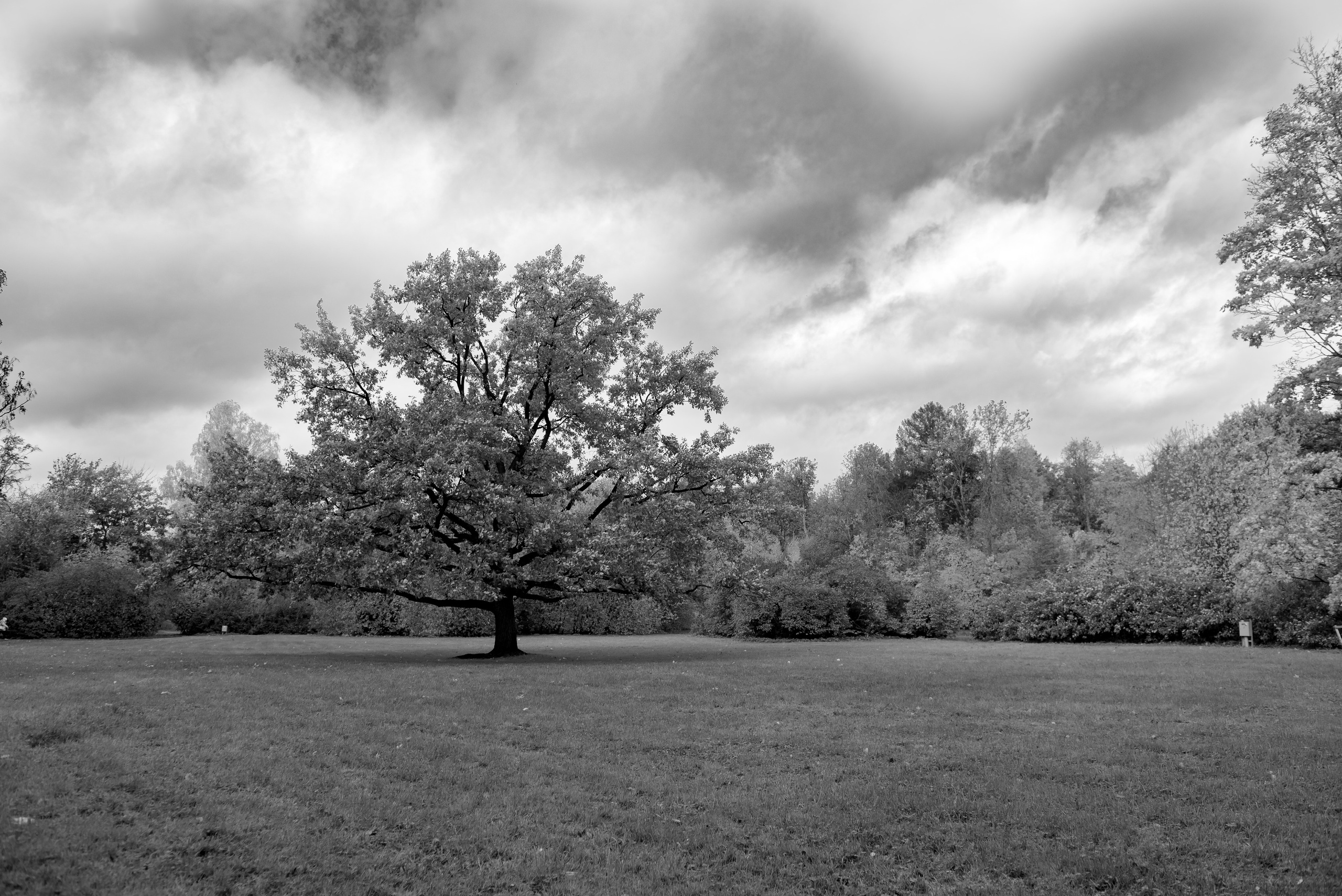 Елагин остров. Свадебный фотограф Тюмень / Санкт — Петербург Миронова Наталия
