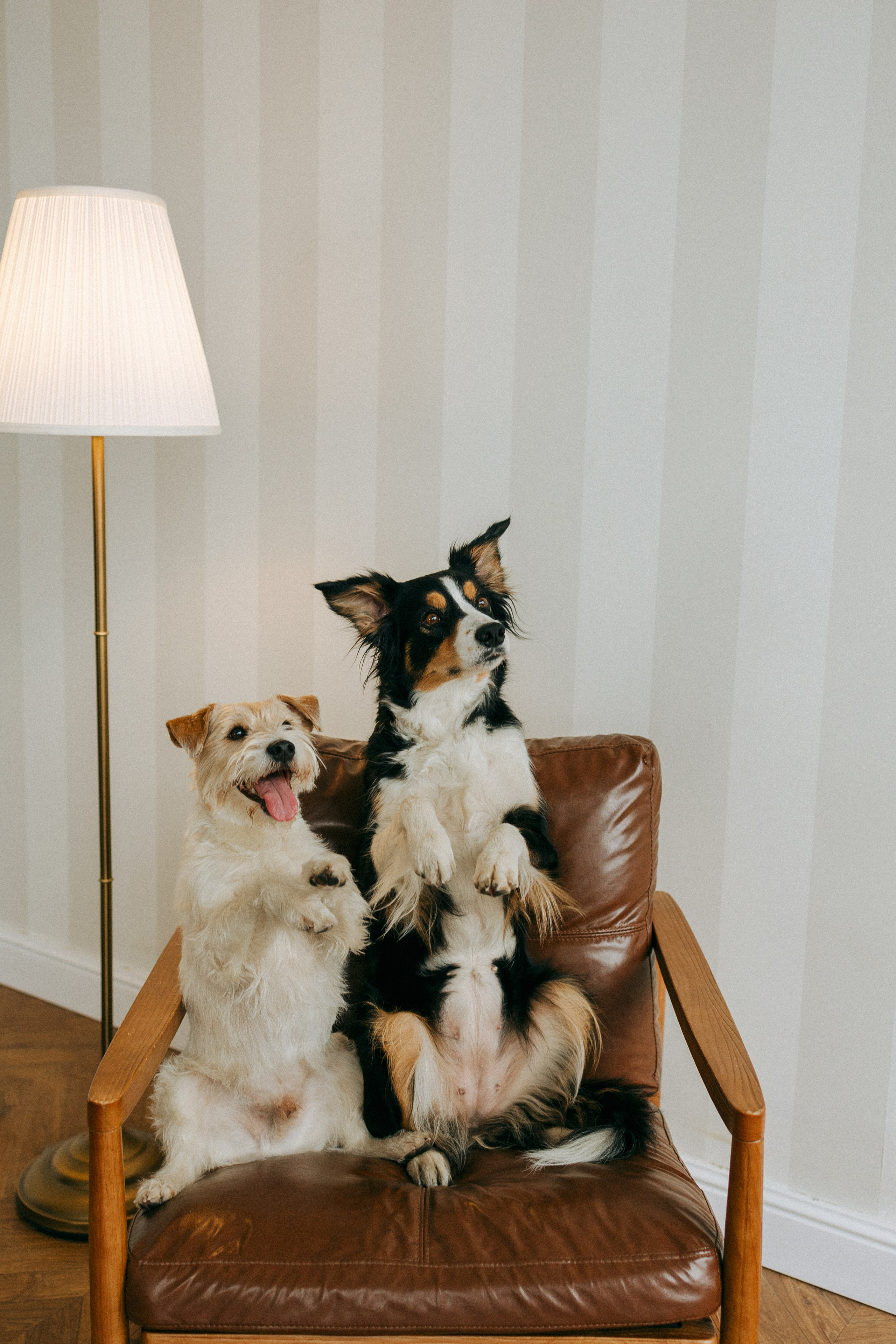 Цунами, Теон и Женя. Фотограф анималист Анастасия Пикей