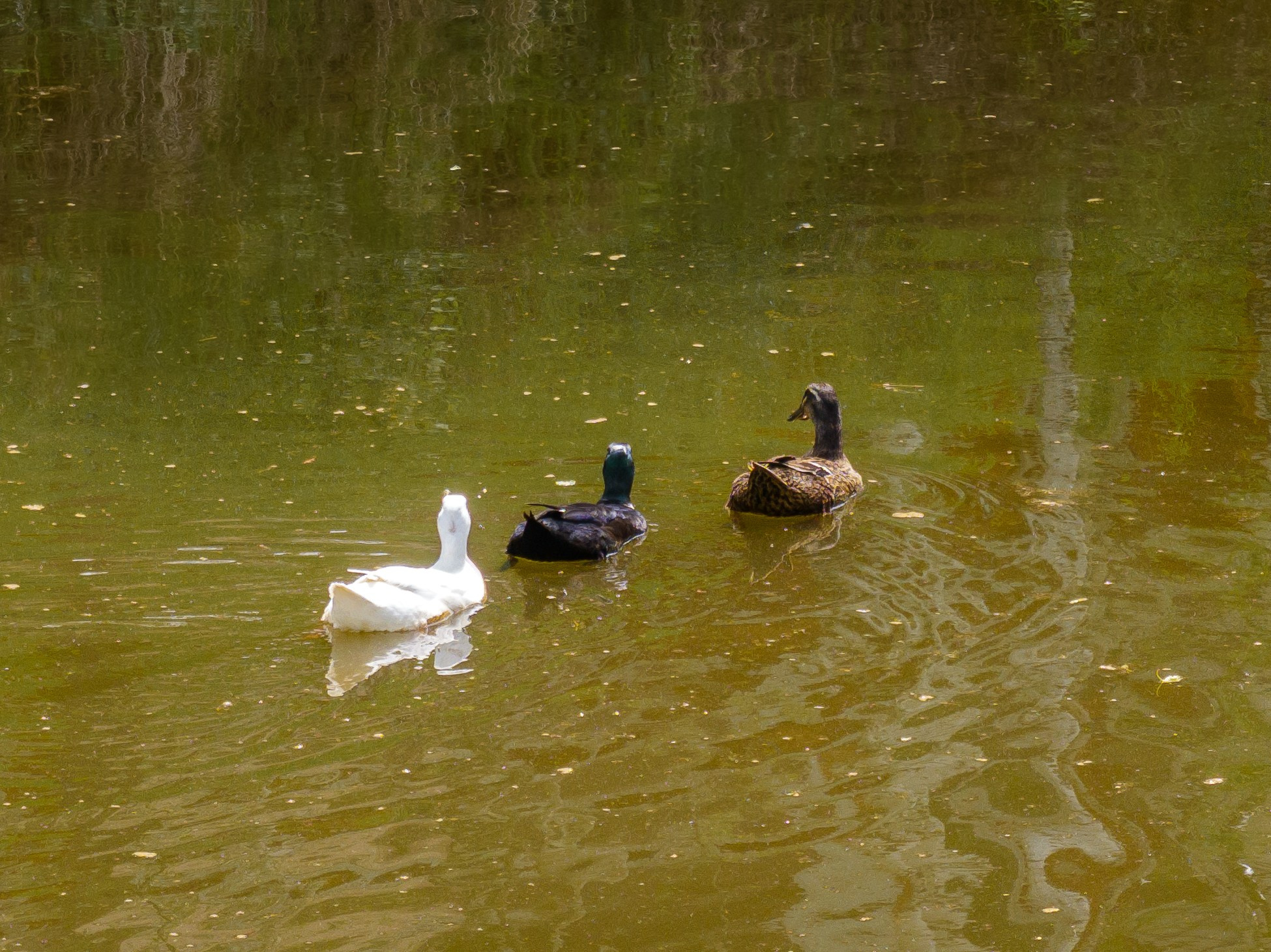 «ЯСЕНЕВО». DRONBERRY — Аэросъемка Ярославль