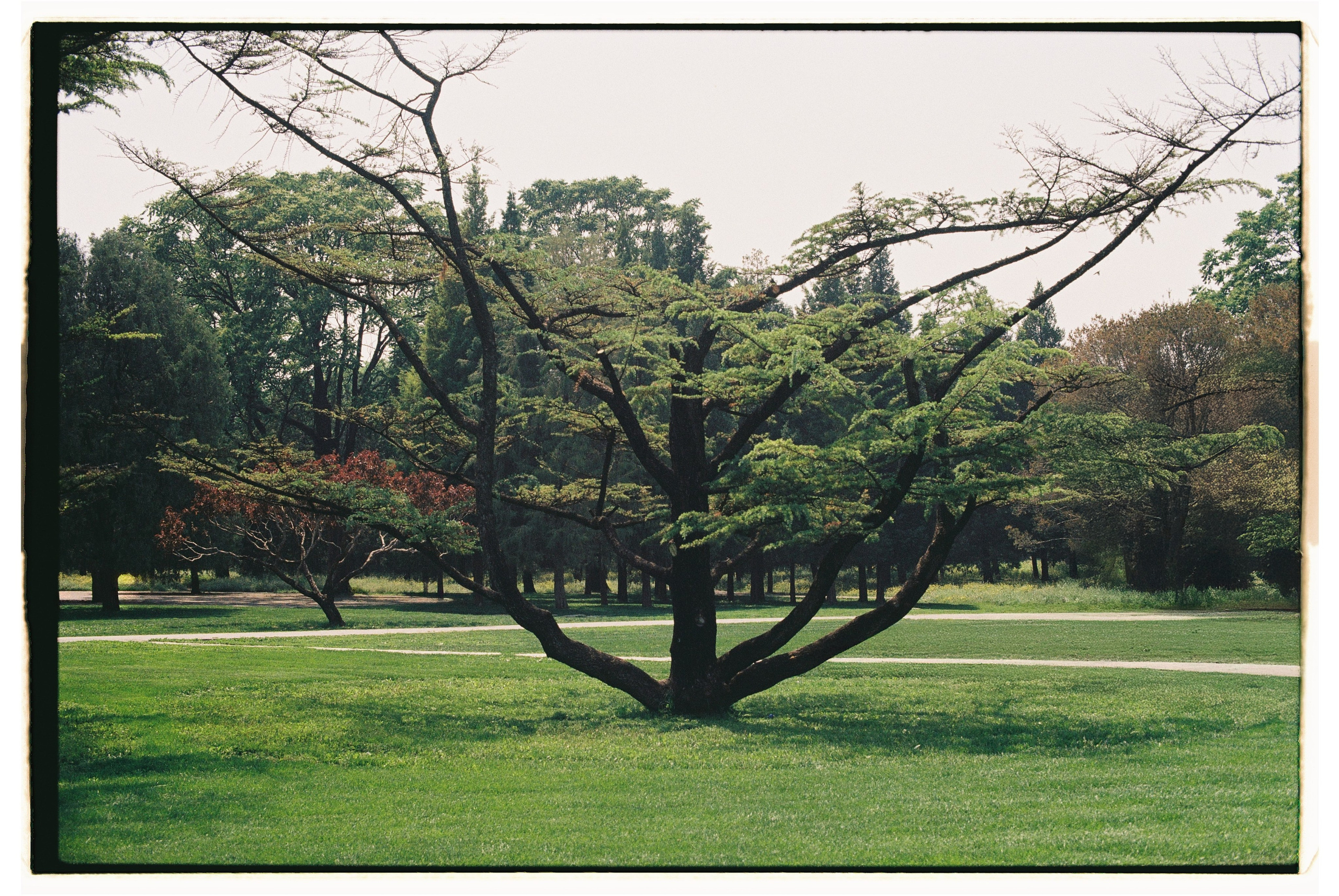 Asia. Olya Filina | Moscow Photographer