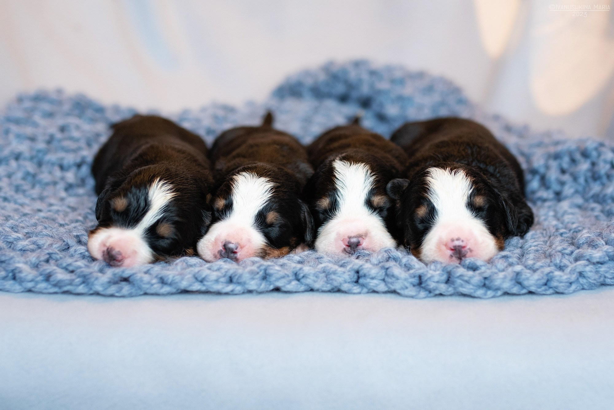 Ньюборн фотосессия щенков. Фотограф собак в Москве и Московской области Иванушкина Мария