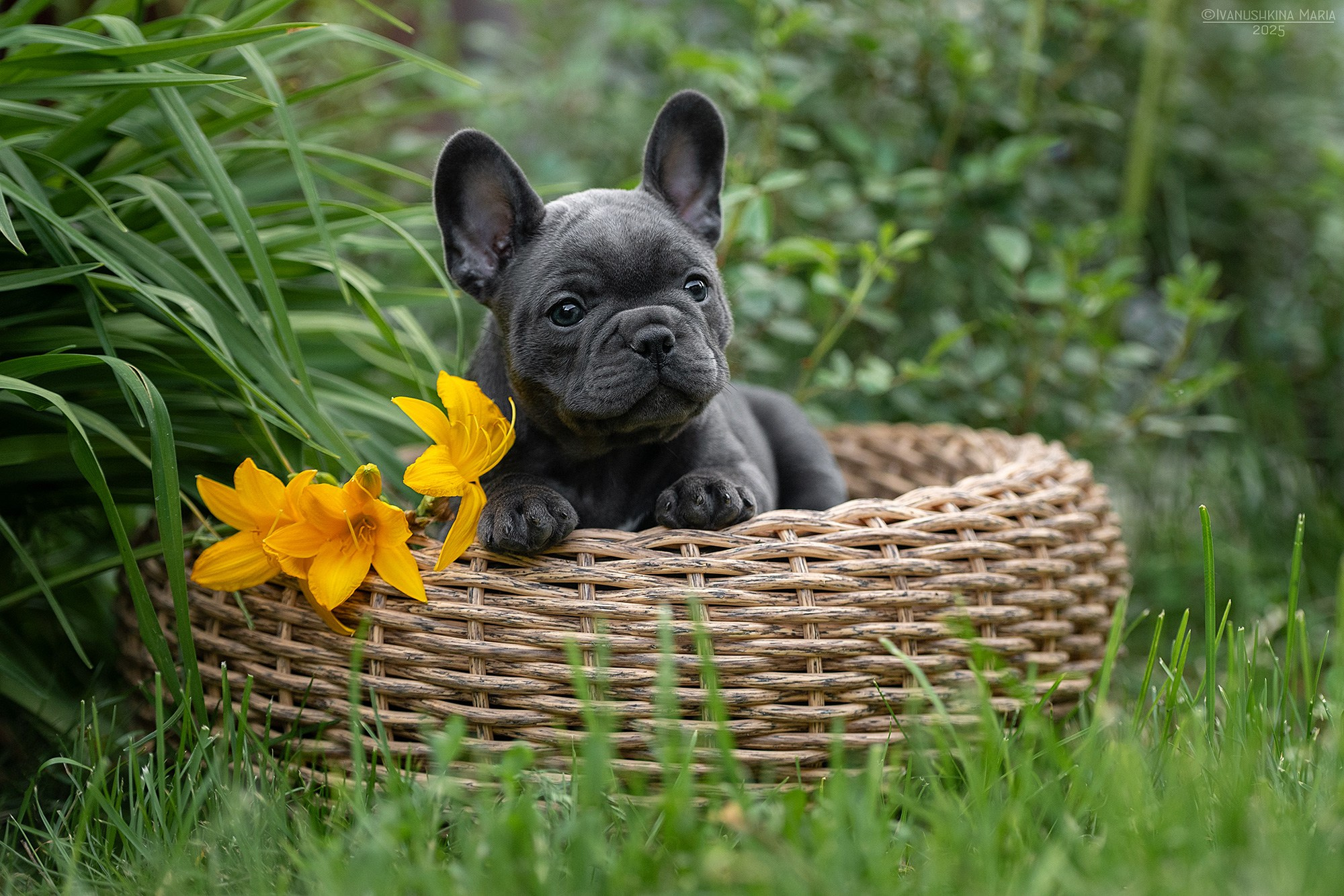 Фотосессия щенков на продажу. Фотограф собак в Москве и Московской области Иванушкина Мария