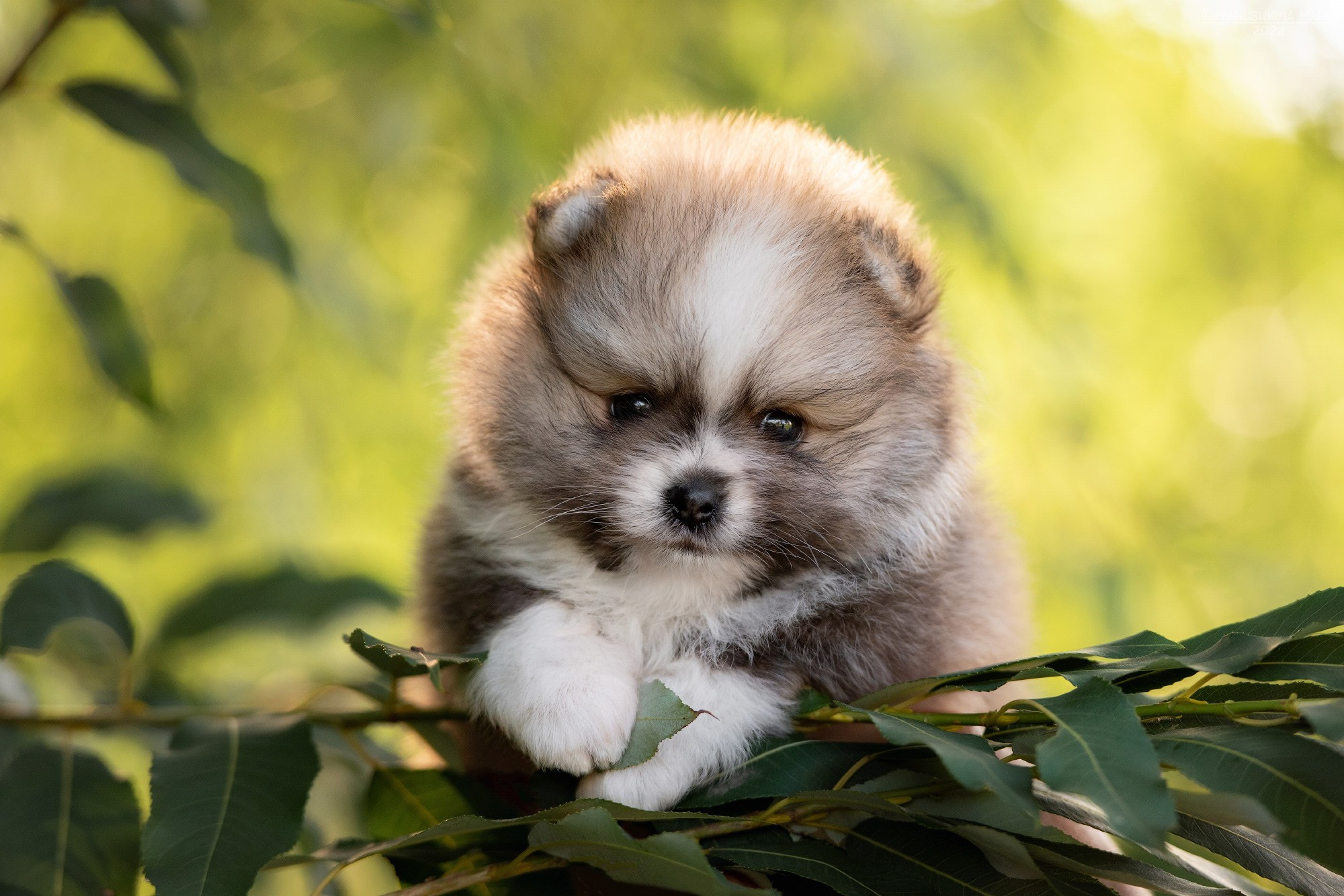 Фотосессия щенков на продажу. Фотограф собак в Москве и Московской области Иванушкина Мария
