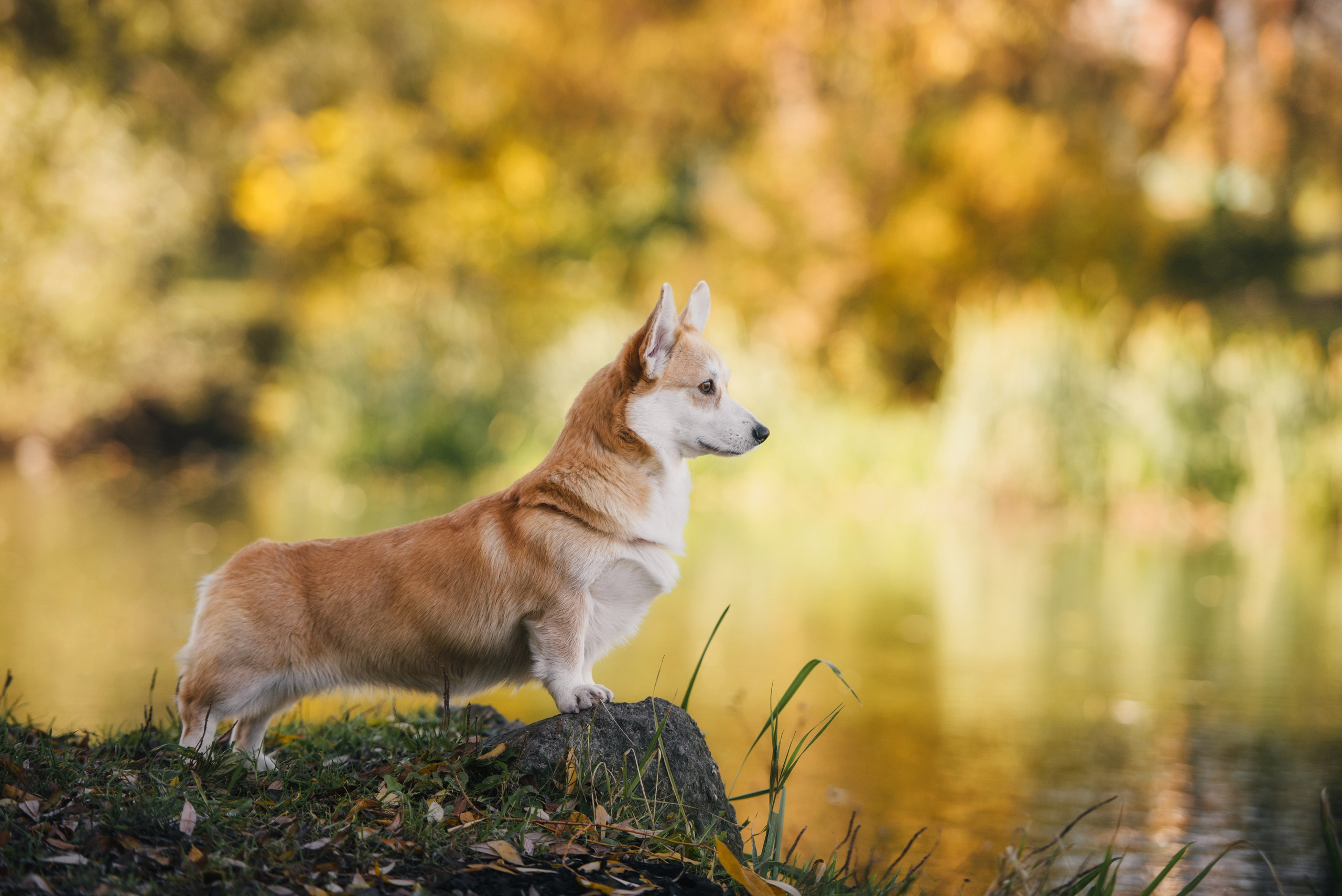 Фотограф-анималист. Фотограф собак в Москве и Московской области Иванушкина Мария