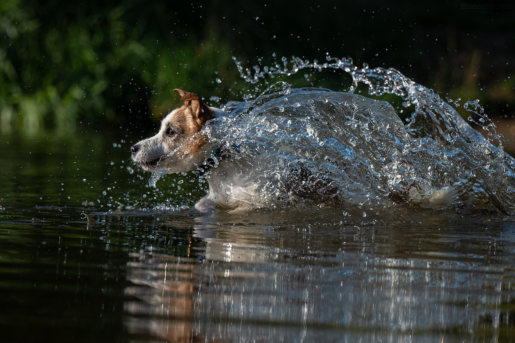 Фотограф-анималист. Фотограф собак в Москве и Московской области Иванушкина Мария