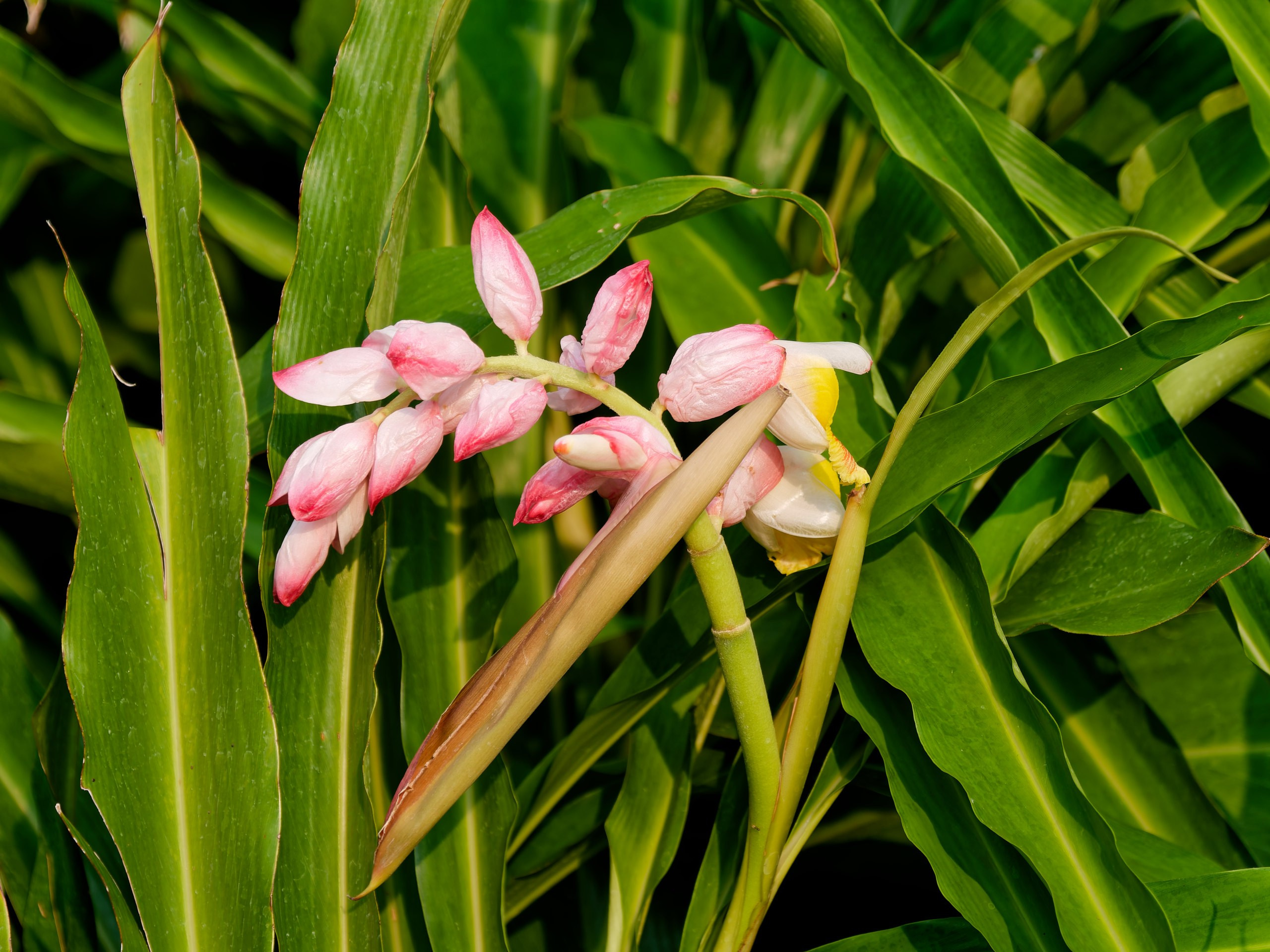 Хайнань 2026, флора, цветы и деревья. Фотопрогулки по Миру