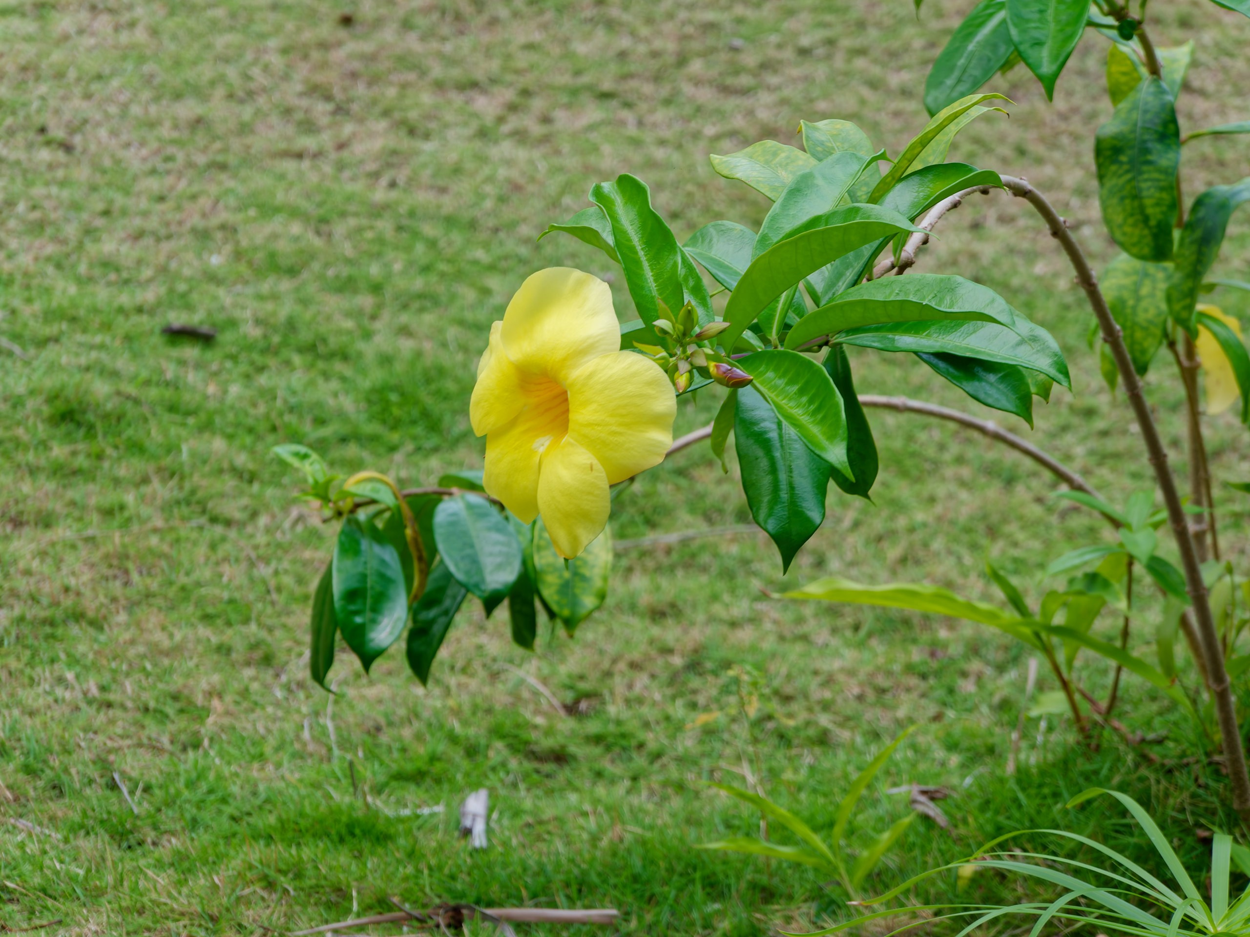 Хайнань 2026, флора, цветы и деревья. Фотопрогулки по Миру