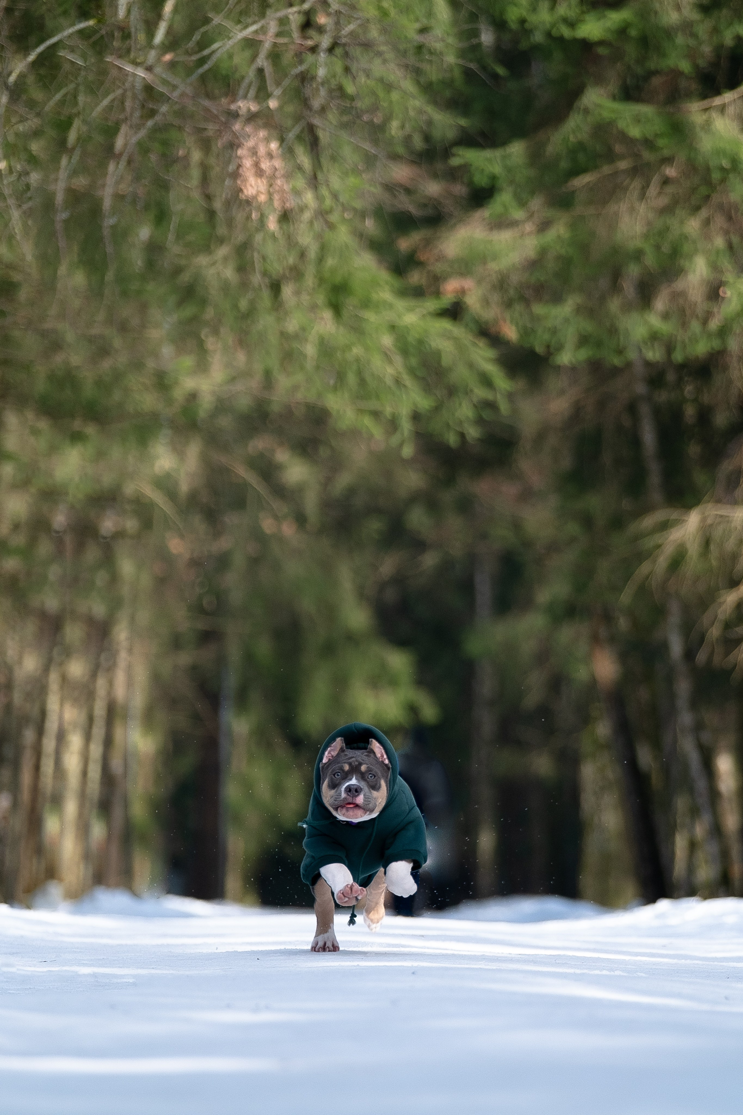 Валерия и Наган. Фотограф и видеограф анималист Аганина Дарья