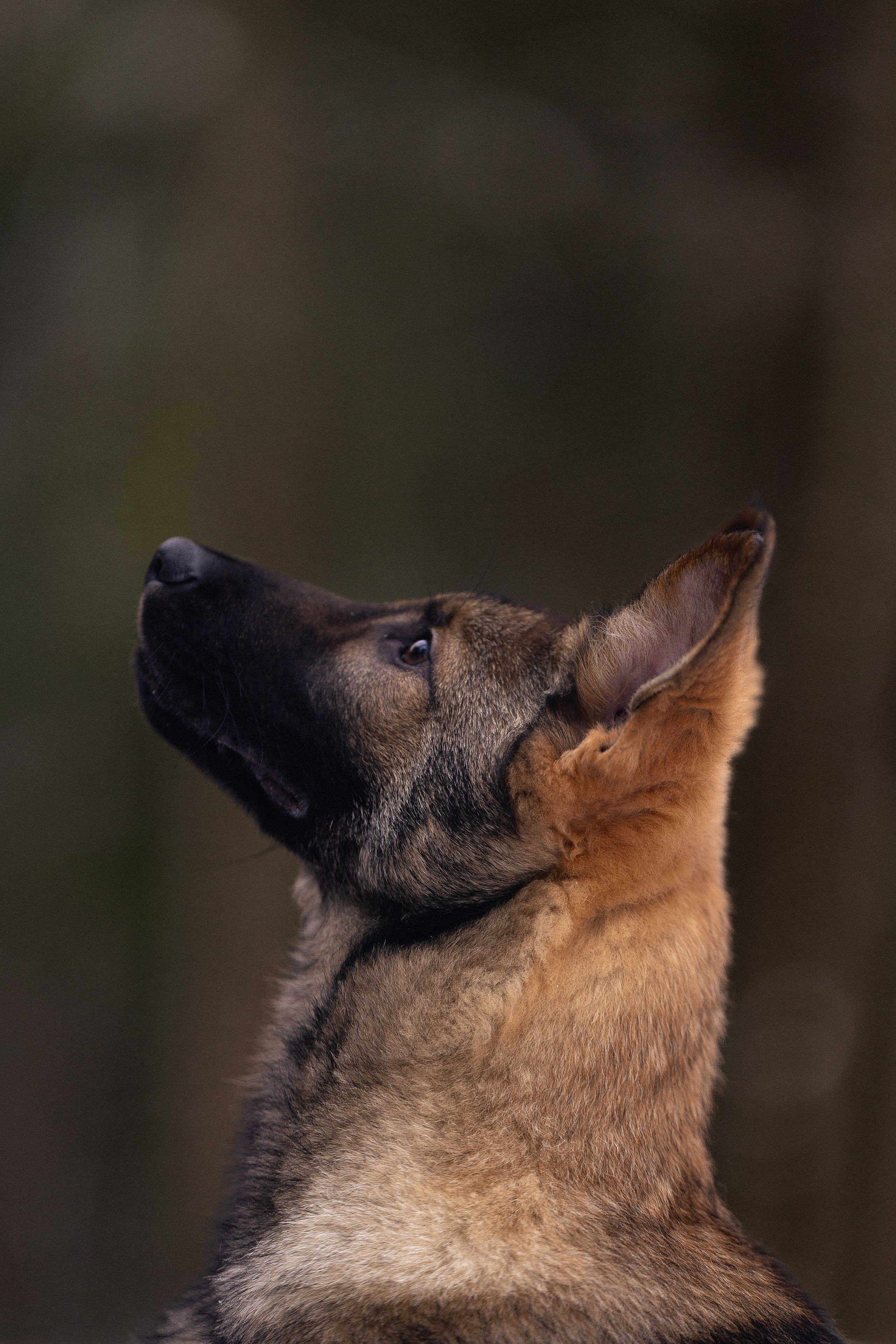 Немецкая овчарка. Фотограф и видеограф анималист Аганина Дарья